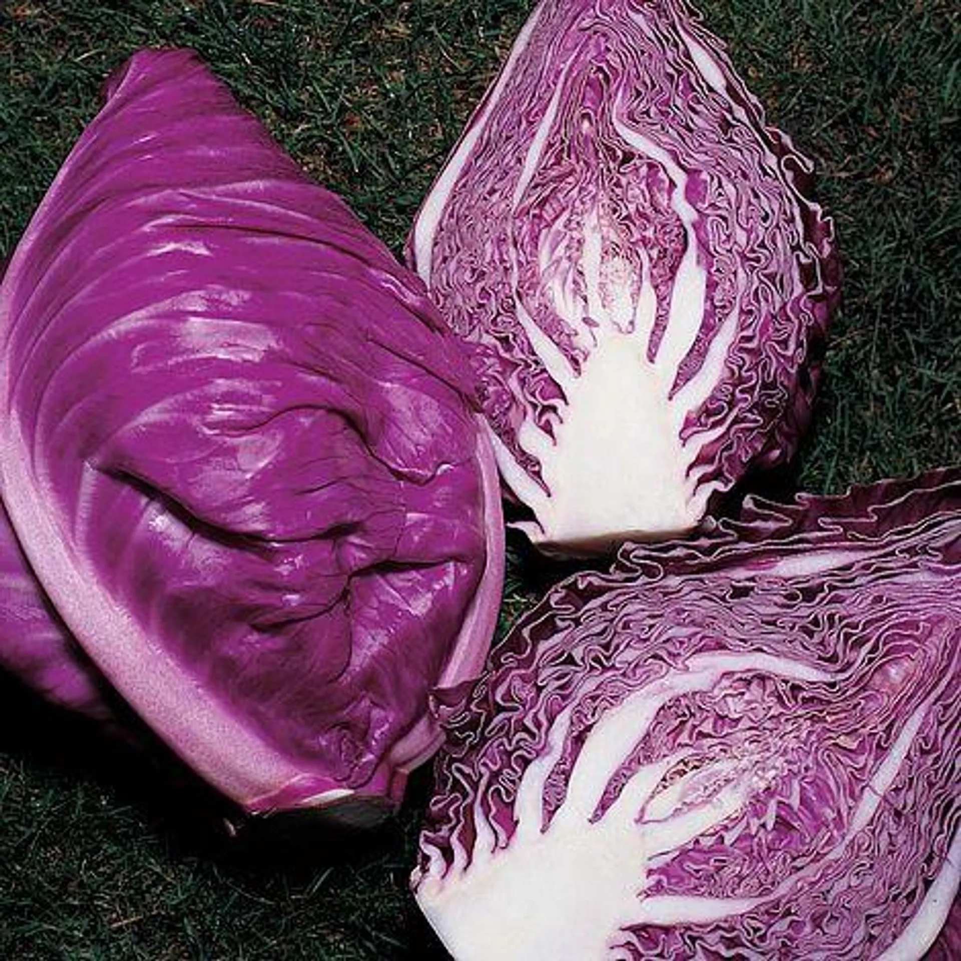 Cabbage 'Kalibos' (Autumn) - Seeds