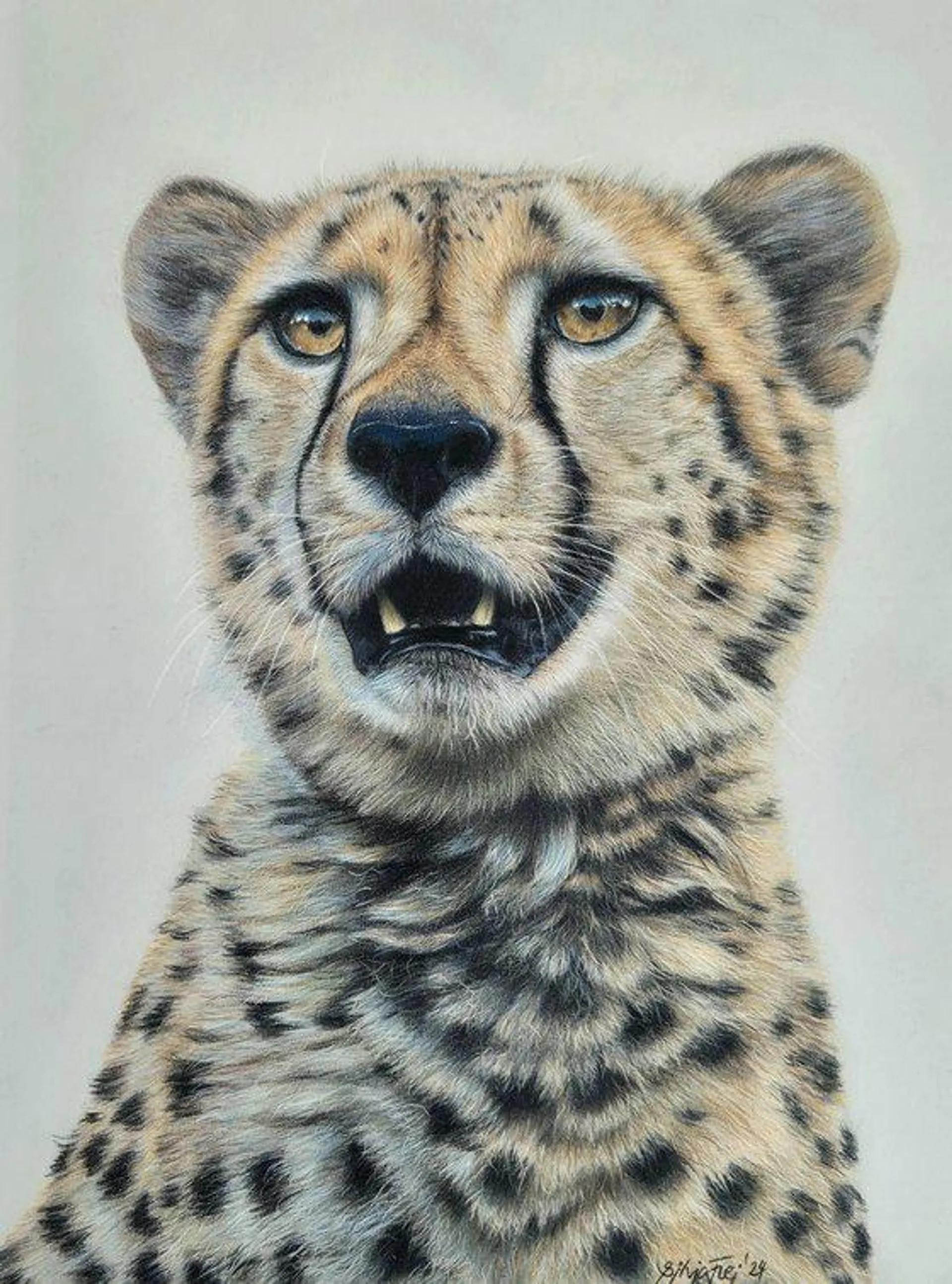 Cheetah portrait 'Watch out' (2024)