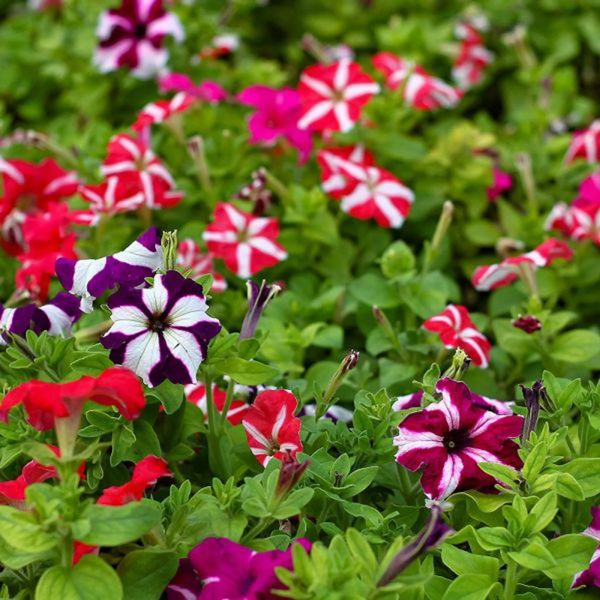 Petunia Star Mixed - Jumbo 6 Pack