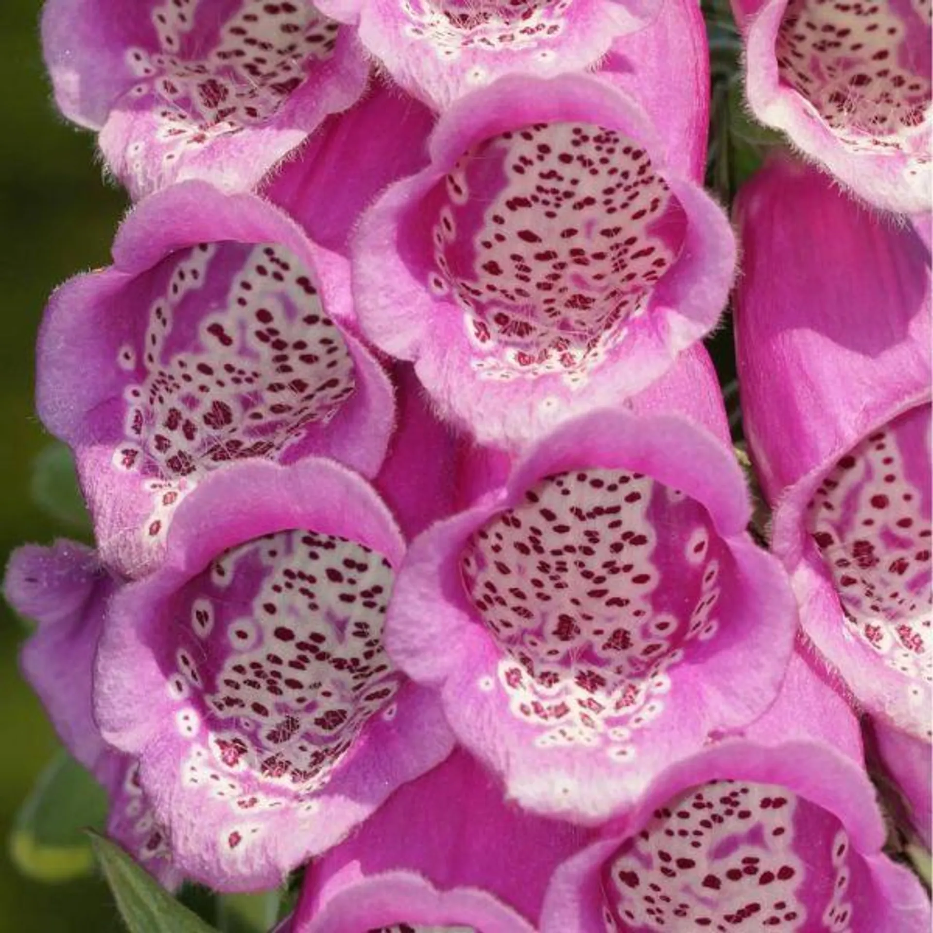 Digitalis 'Panther' 4.5 Litre