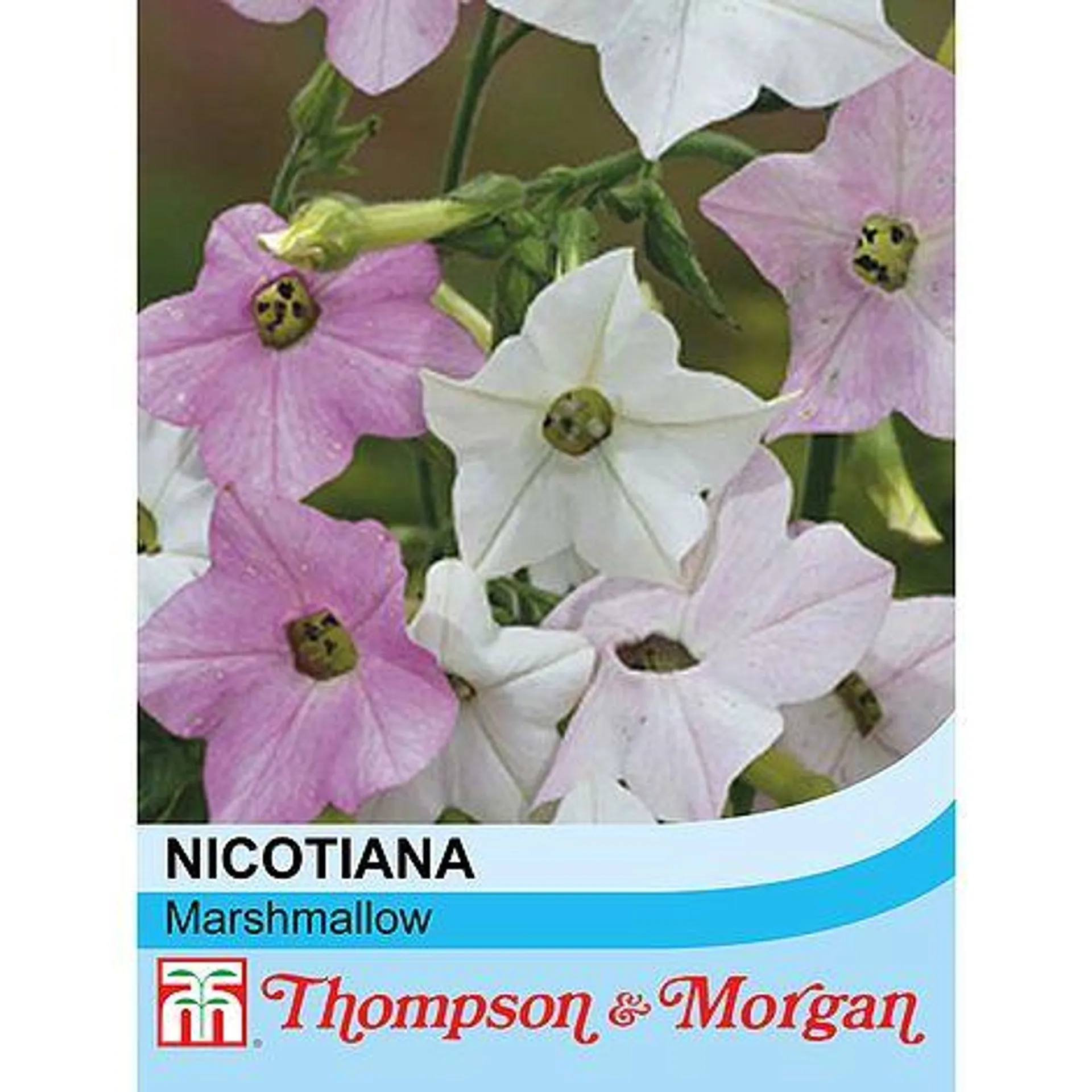 Nicotiana mutabilis 'Marshmallow' - Seeds