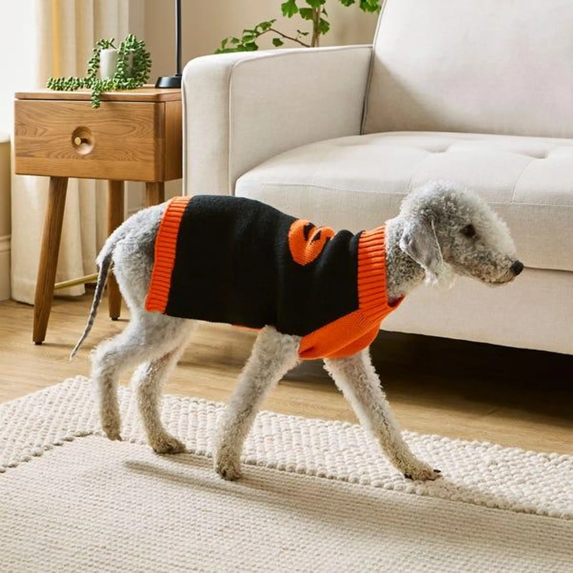 Halloween Pumpkin Dog Jumper