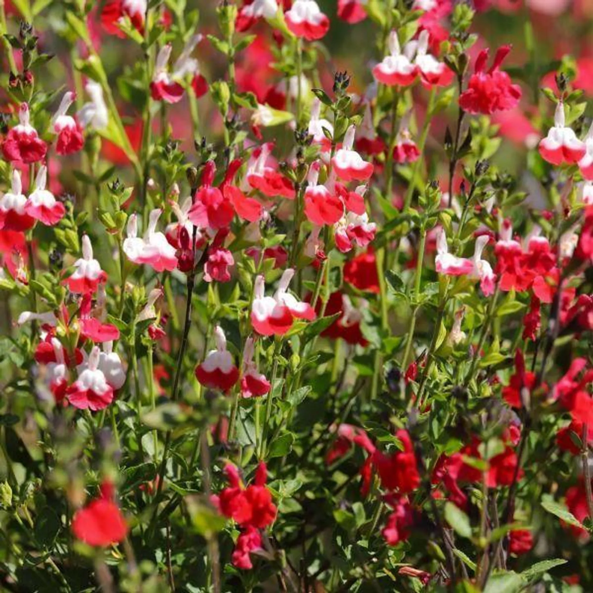 Salvia Hot Lips Jumbo 6 Pack