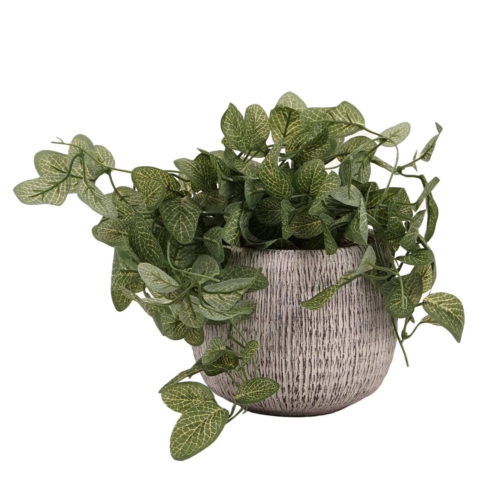 Trailing Fittonia in Textured Pot - Green