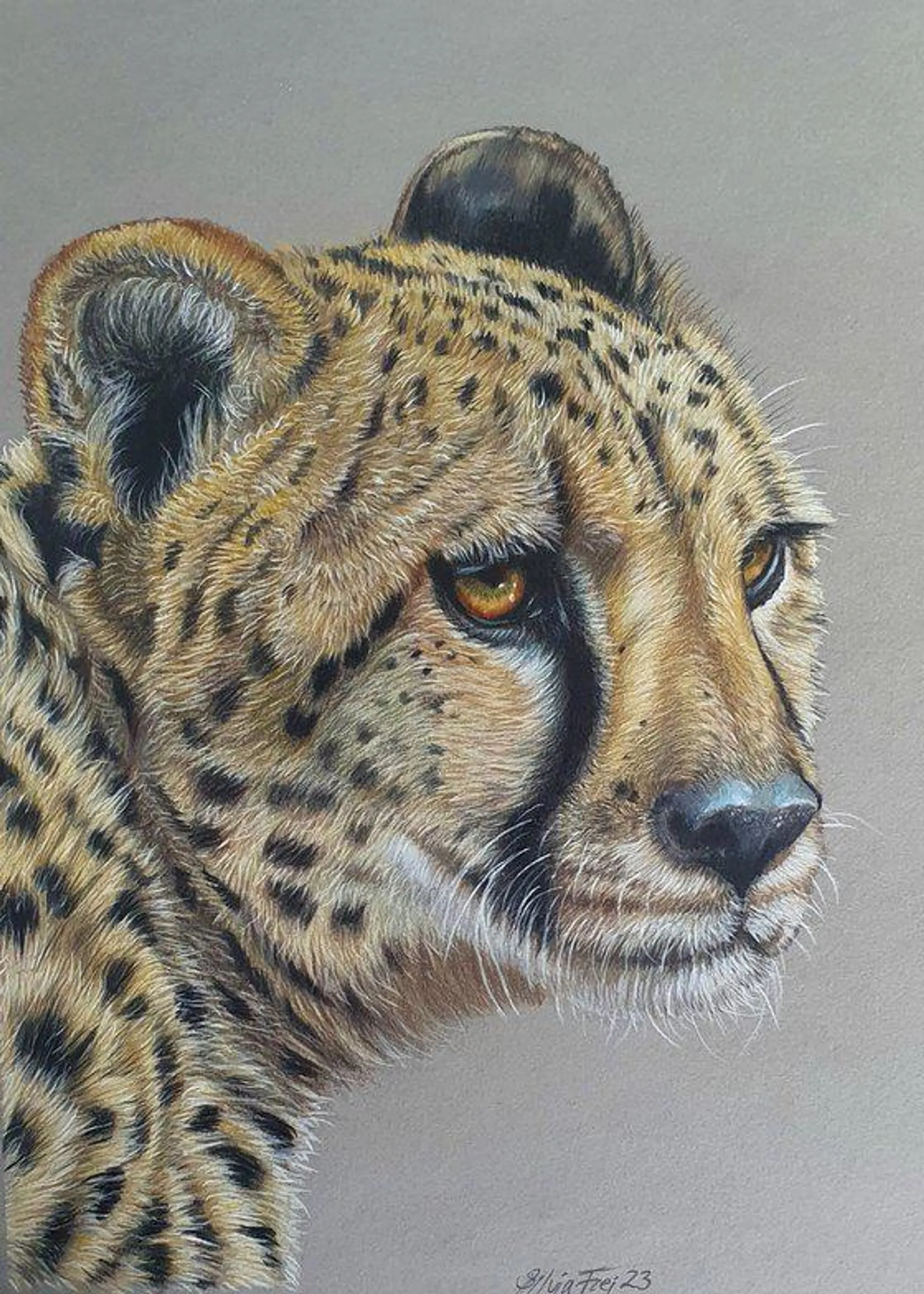 'Look out' - Cheetah portrait (2022)