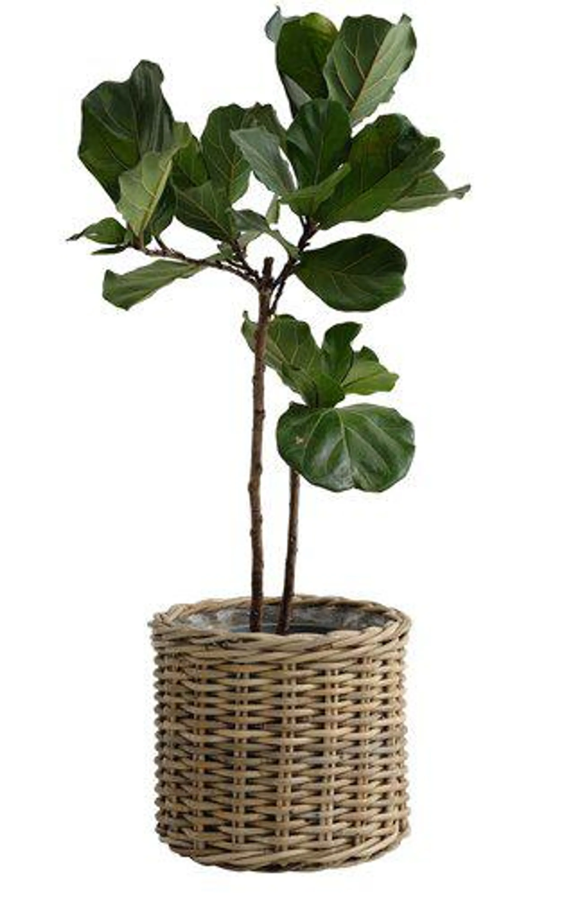 Planter basket SEGLA D50xH45 rattan natural