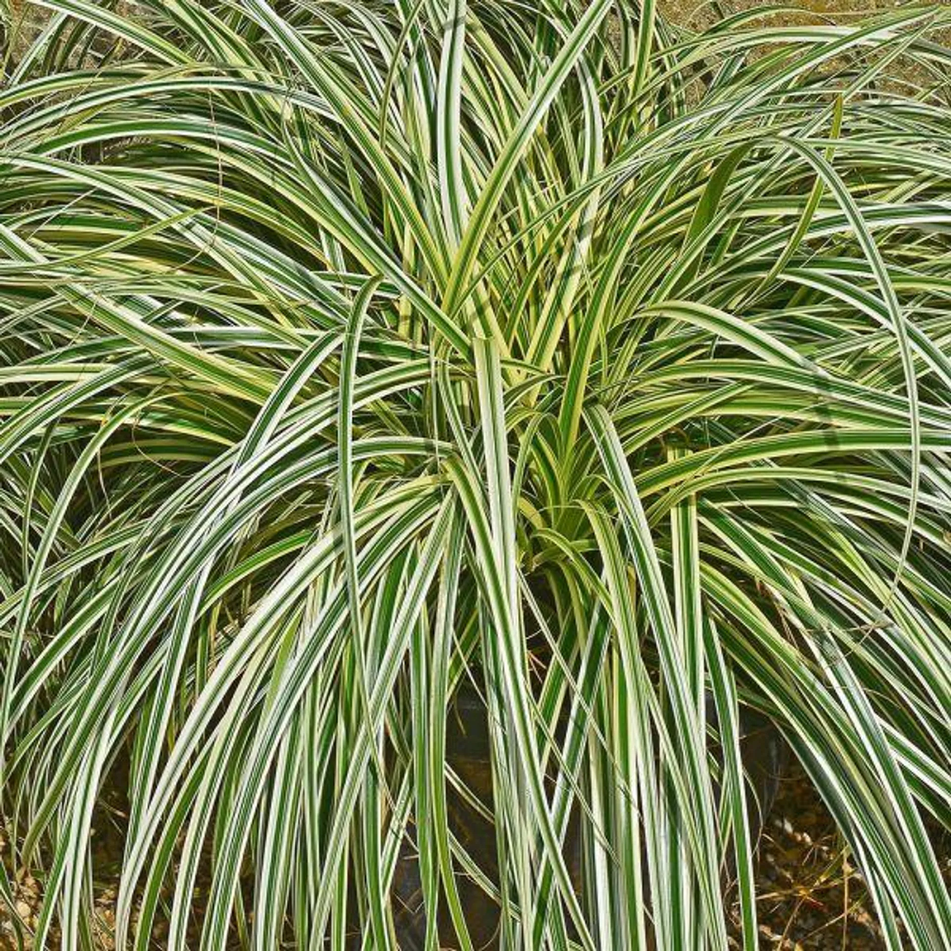 Carex Featherfalls 2 Litre