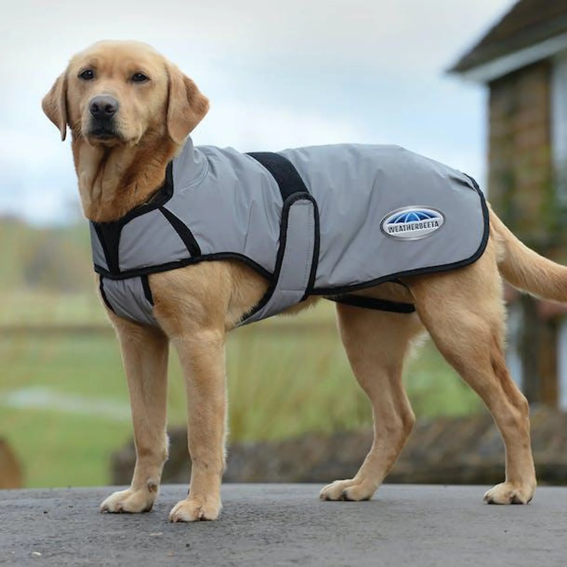 Weatherbeeta Comfitec Reflective Medium Dog Jacket