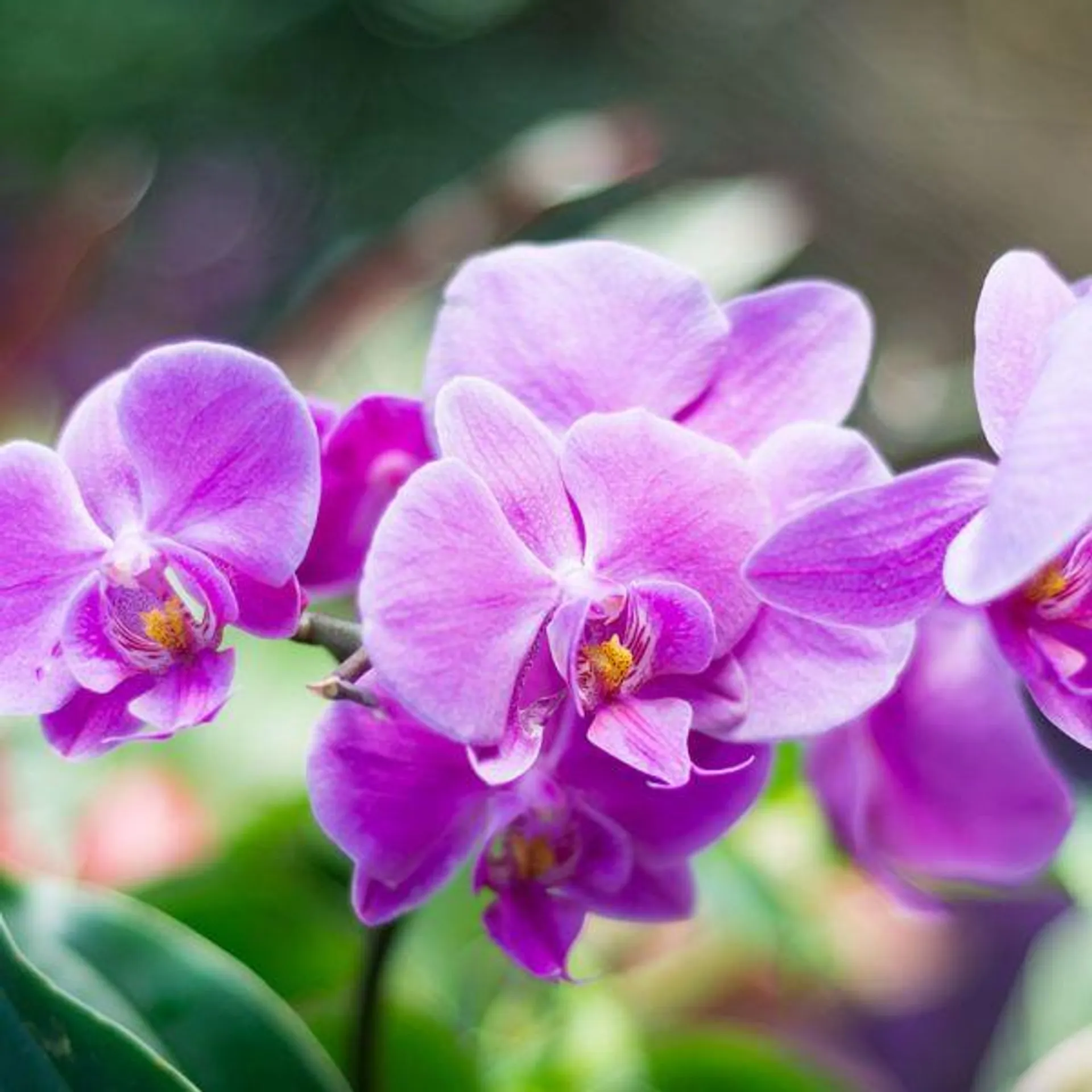 Phalaenopsis 2 Spike 12cm