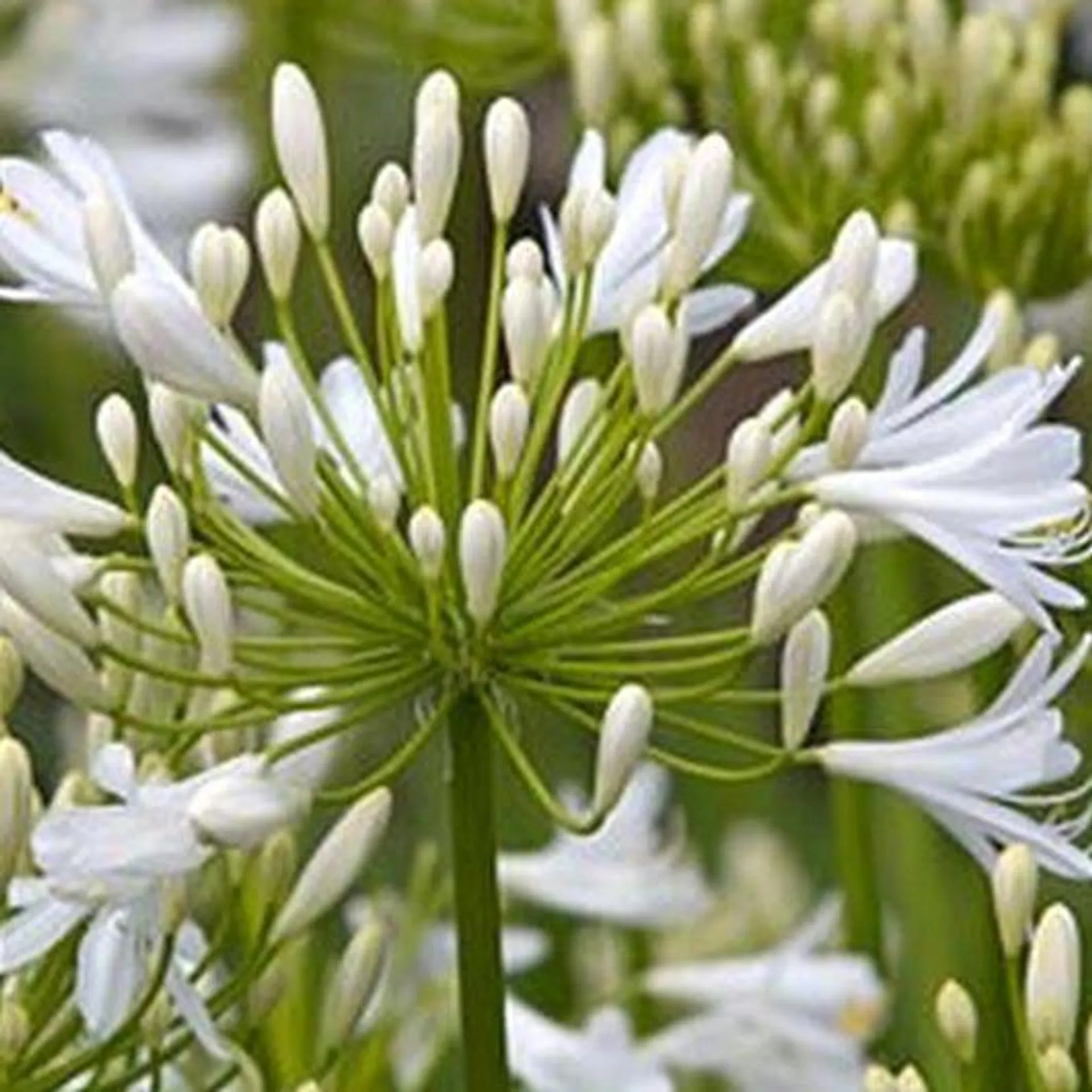 Agapanthus ‘Bridal Bouquet’ 2L