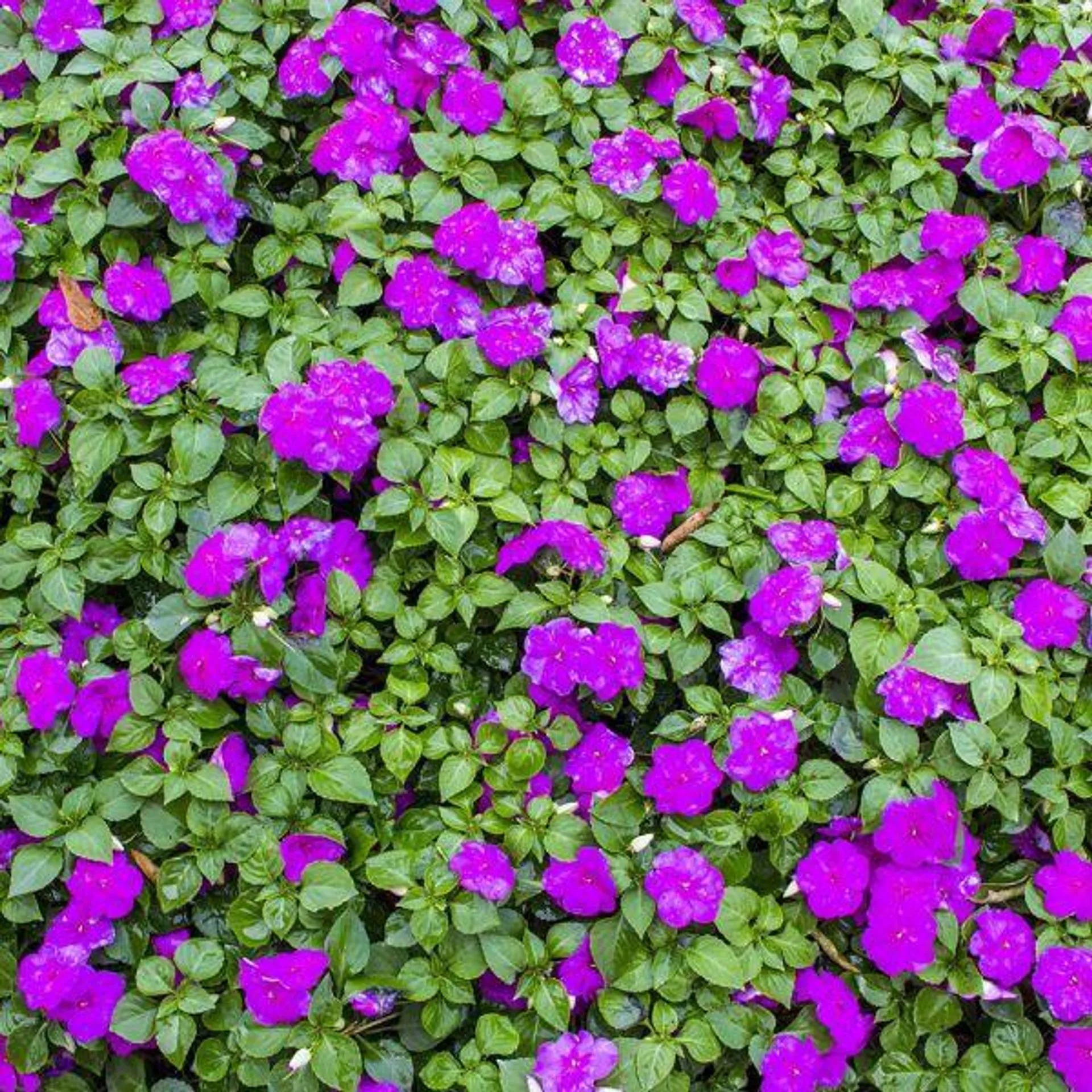 Impatiens Violet 6 Pack