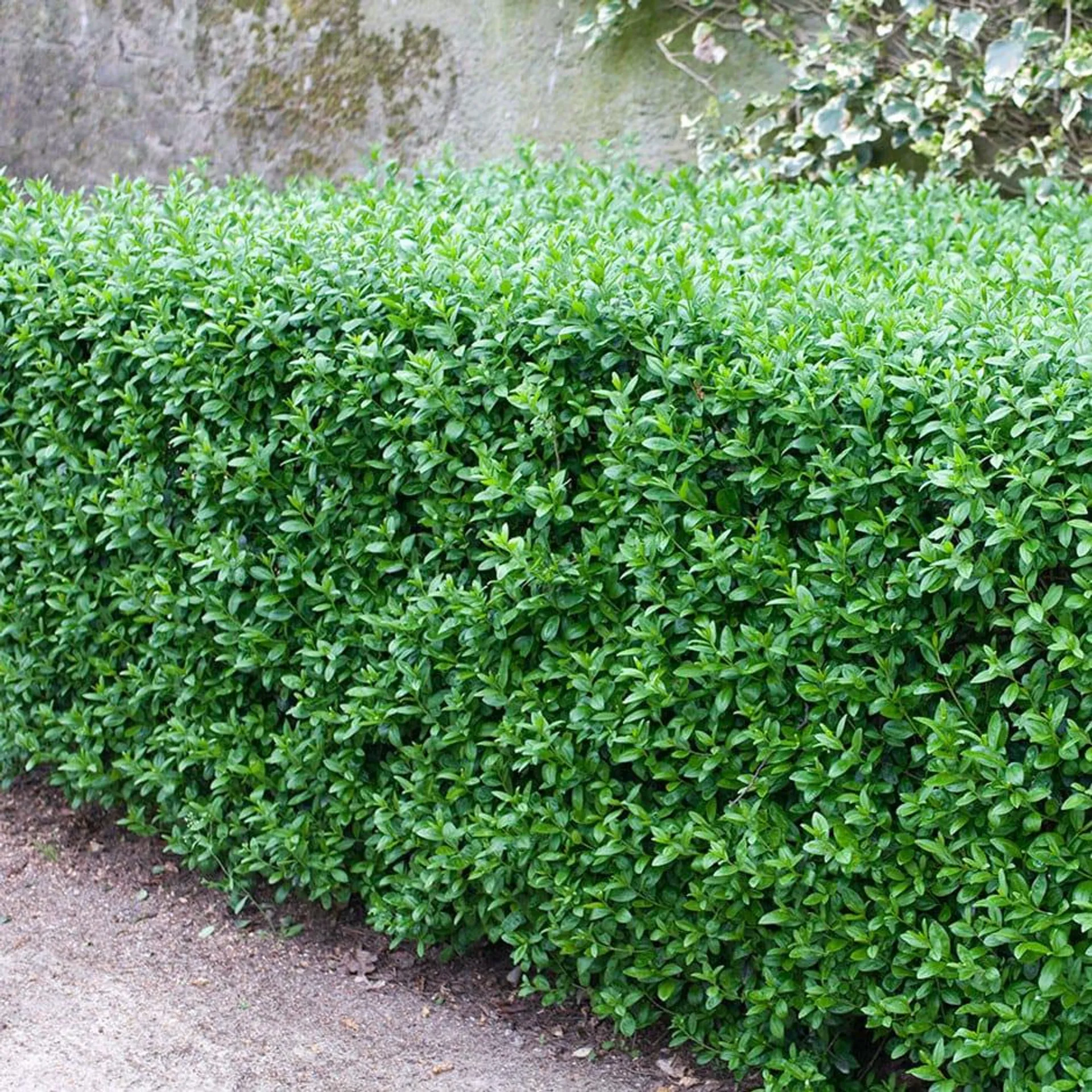 privet hedge Ligustrum vulgare From £2 per plant
