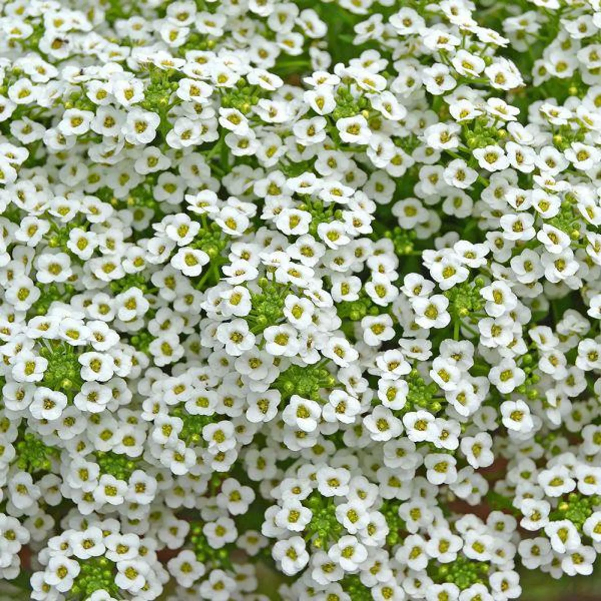 Alyssum White 12 Pack