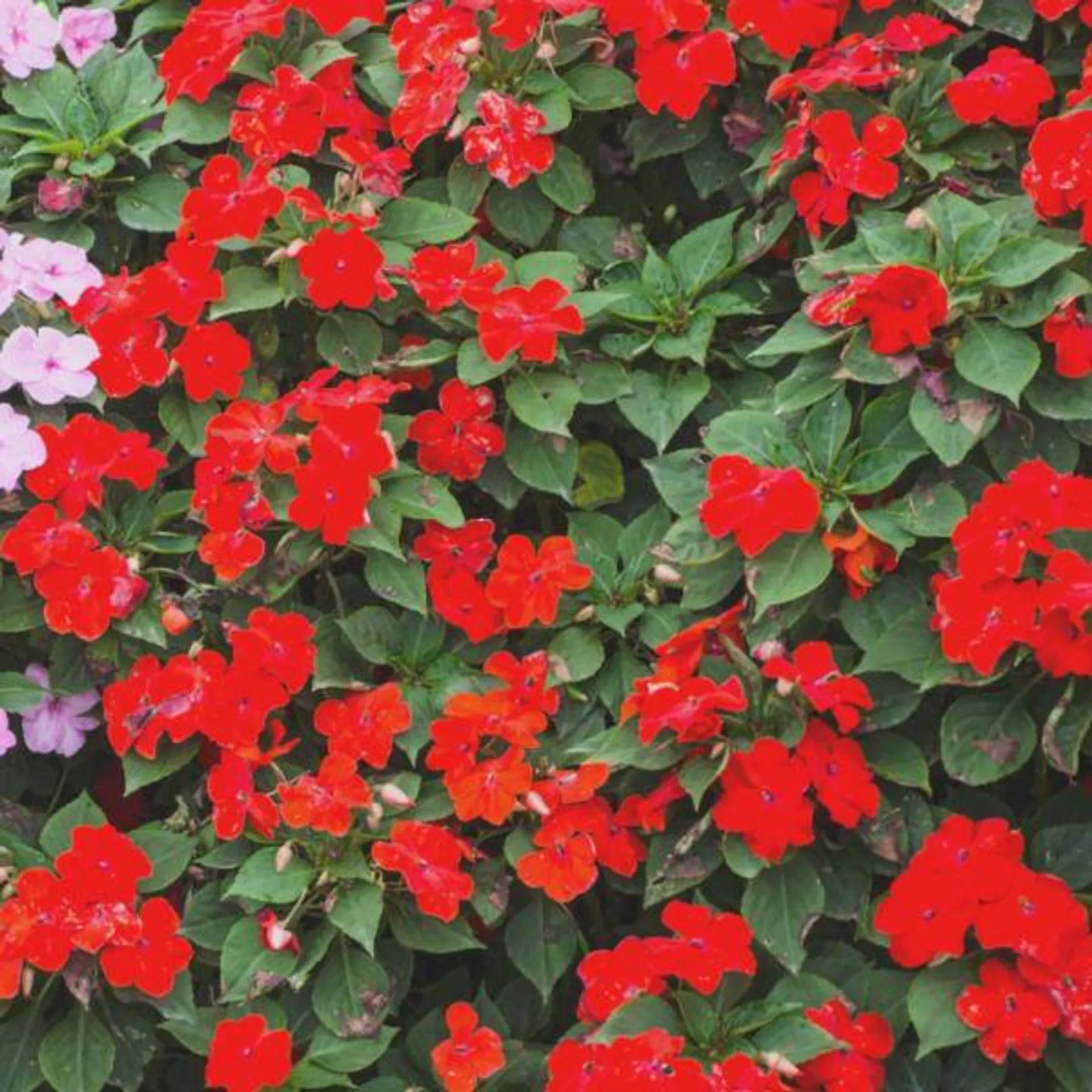 Impatiens Red 6 Pack