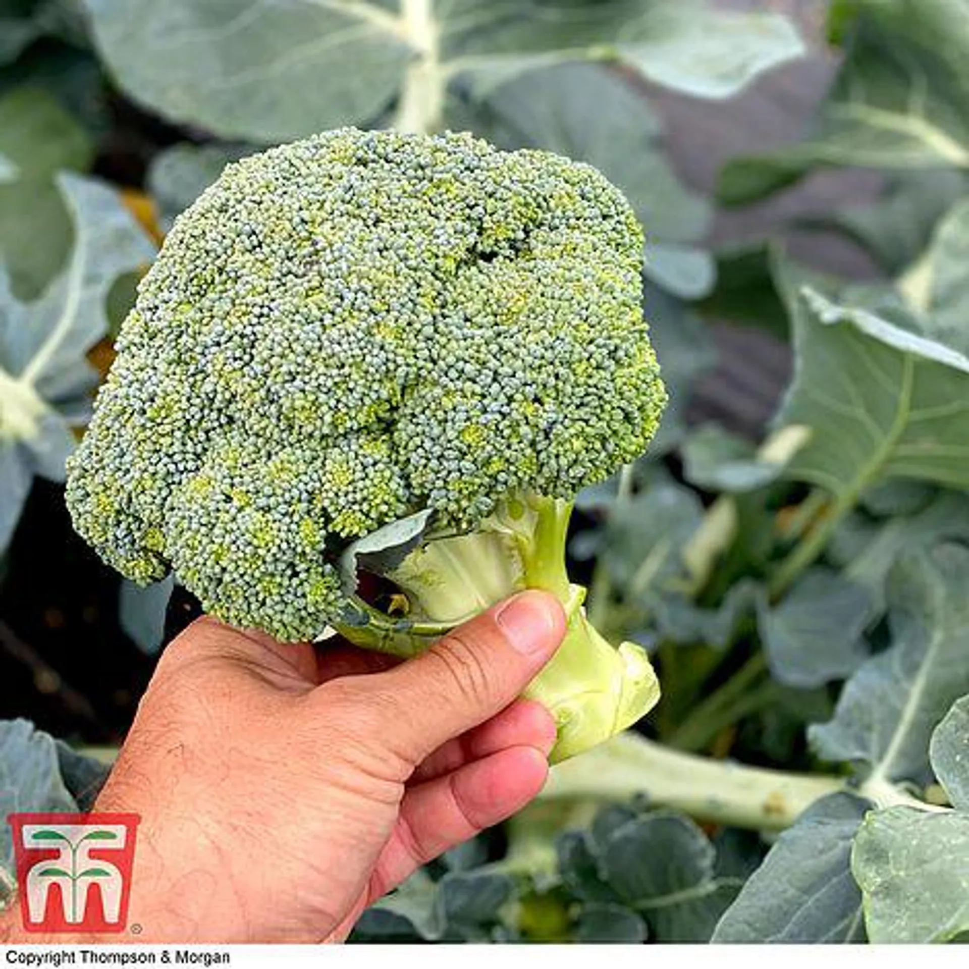 Broccoli 'Blue Finn' F1 Hybrid (Calabrese) - Seeds