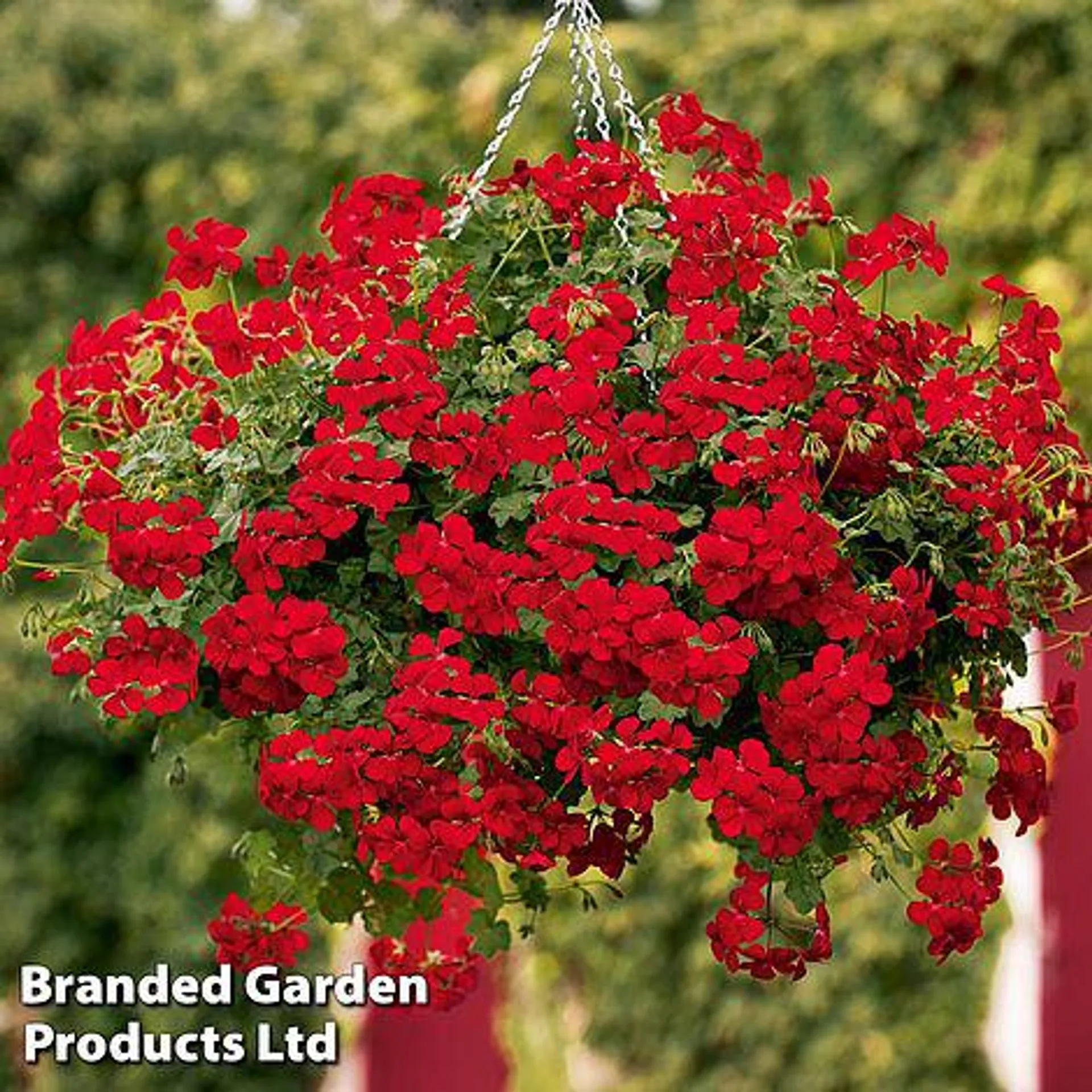 Buy two 35cm Pre-Planted Baskets ONLY £44.99