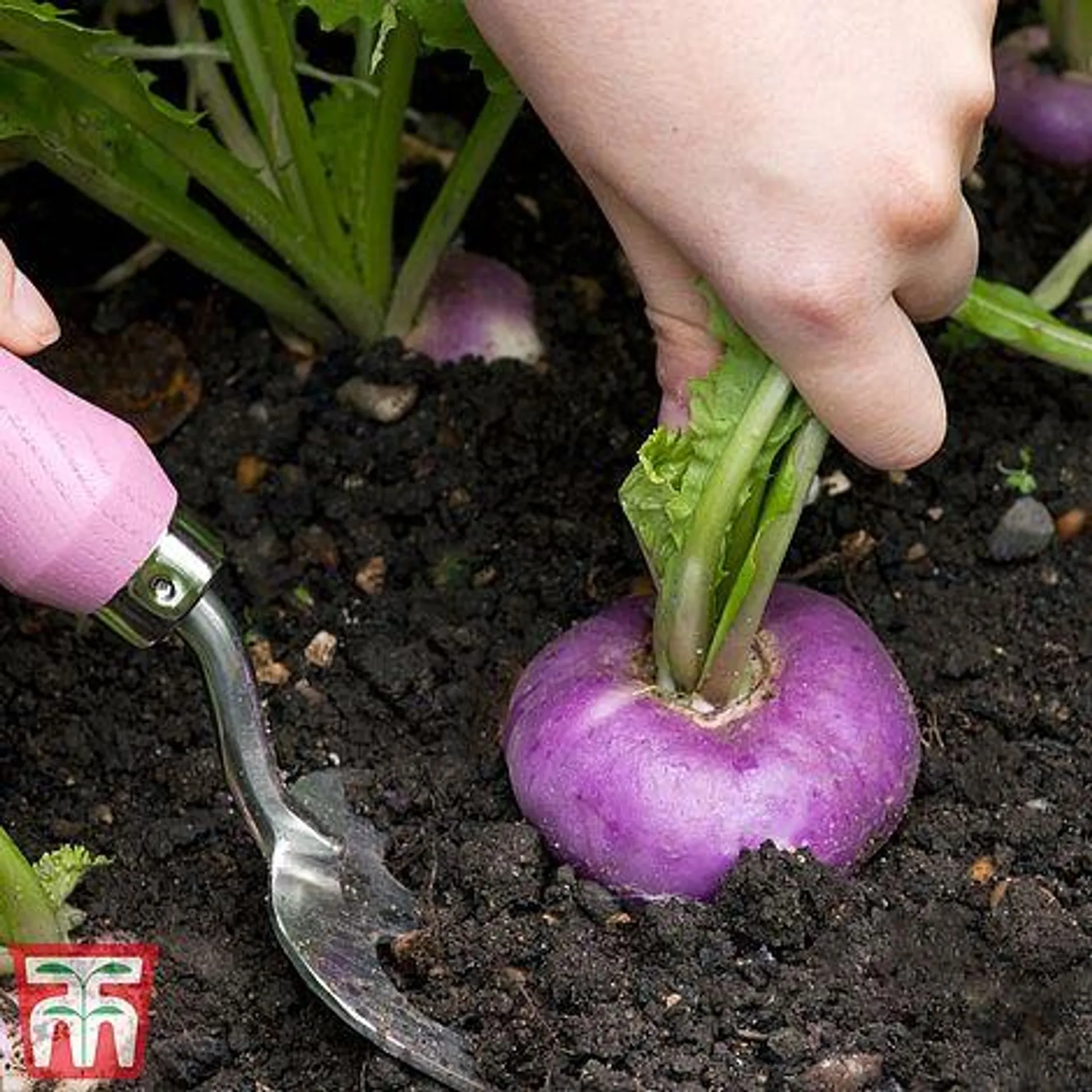 Turnip 'Atlantic' - Kew Collection Seeds