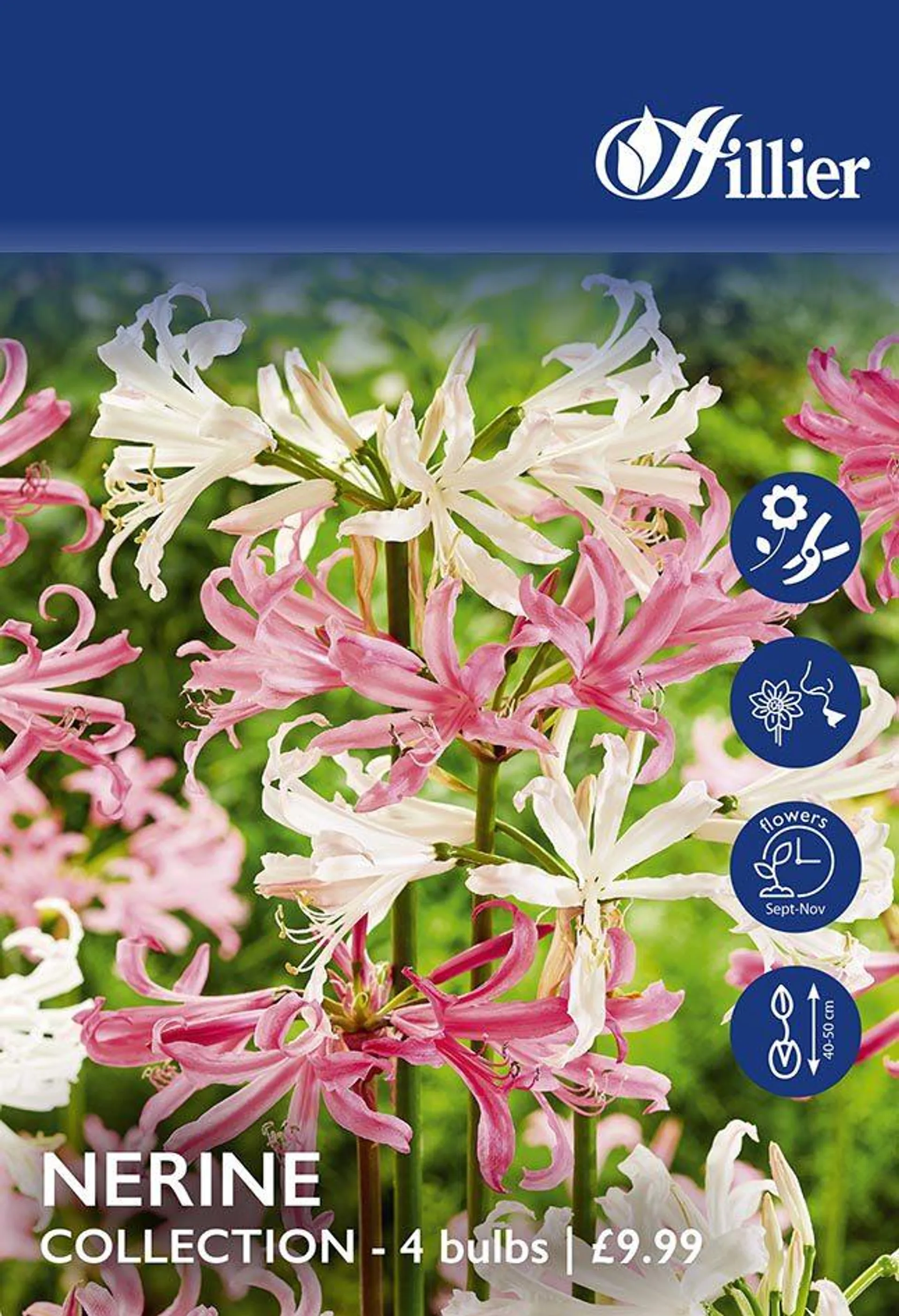 Nerine Bulb Collection