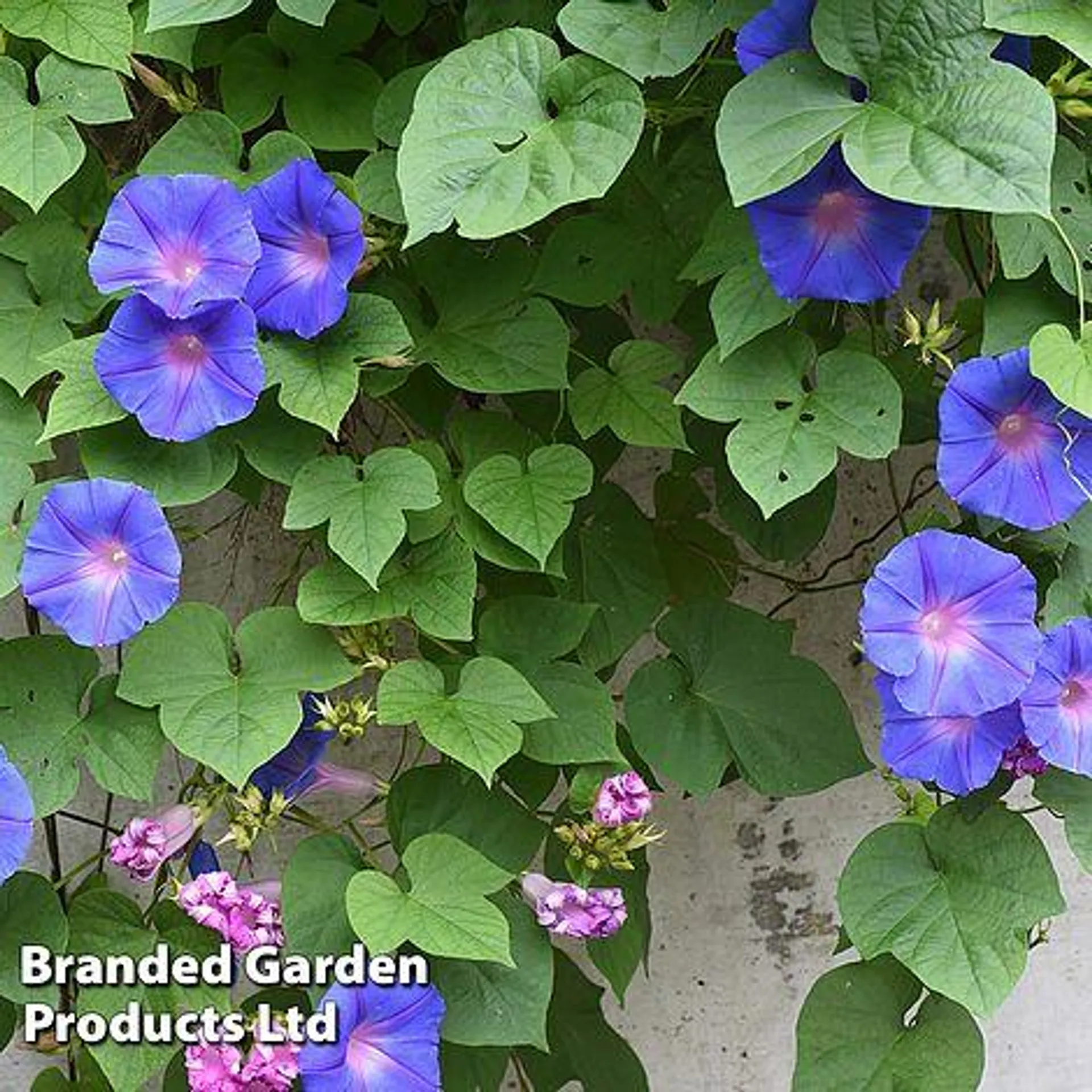 Morning Glory 'Blue'