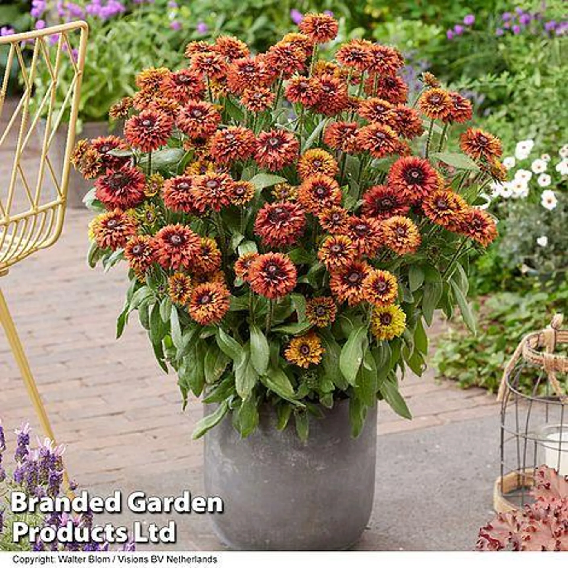 Rudbeckia Enchanted Collection