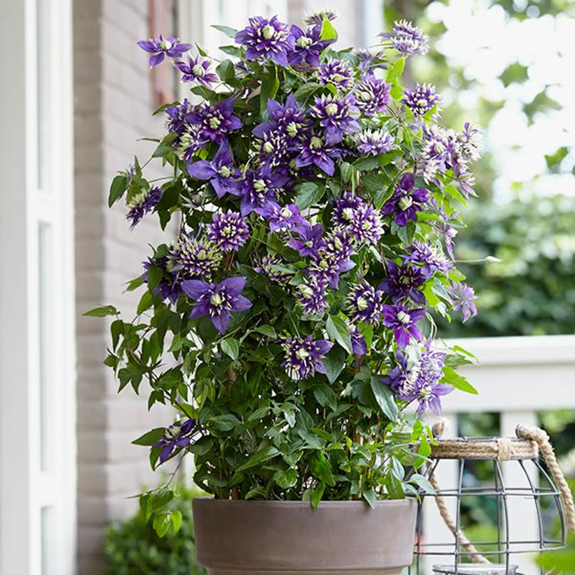 Tower Pot with Clematis Taiga 9cm, Compost 20L & Blooming Fast Clematis Feed 900gms