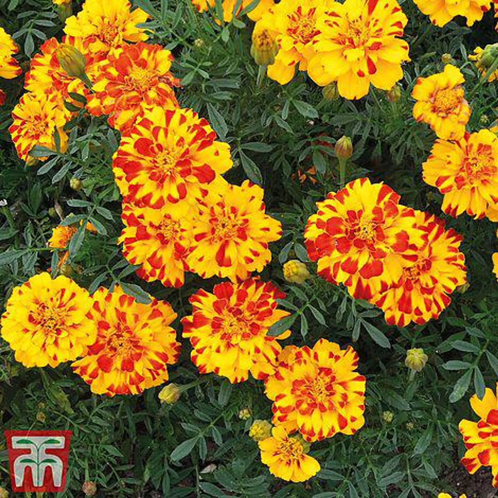 Marigold 'Durango Bolero' F1 Hybrid - Kew Collection Seeds