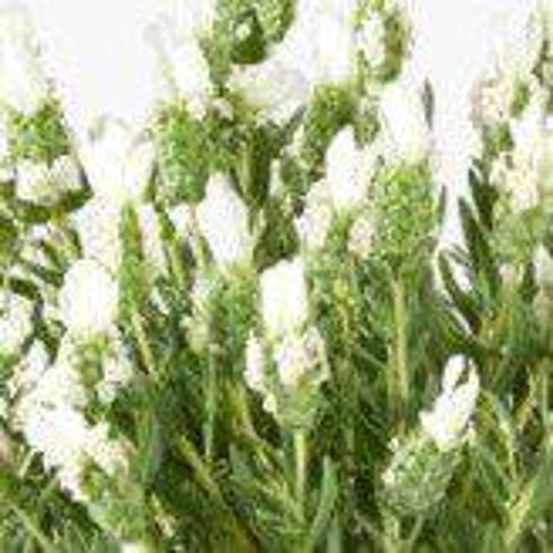 Lavandula stoechas LavLov White