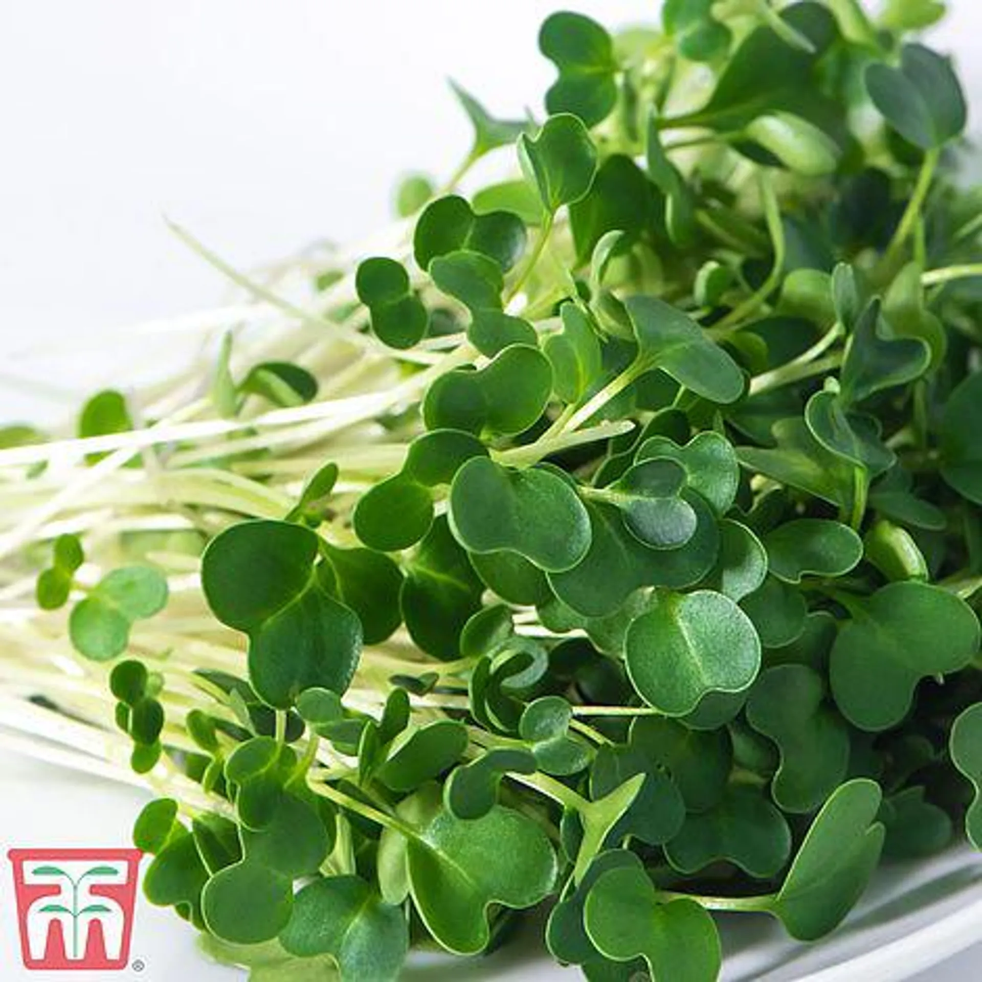 Microgreens Salad Rocket 'Victoria' - Seeds