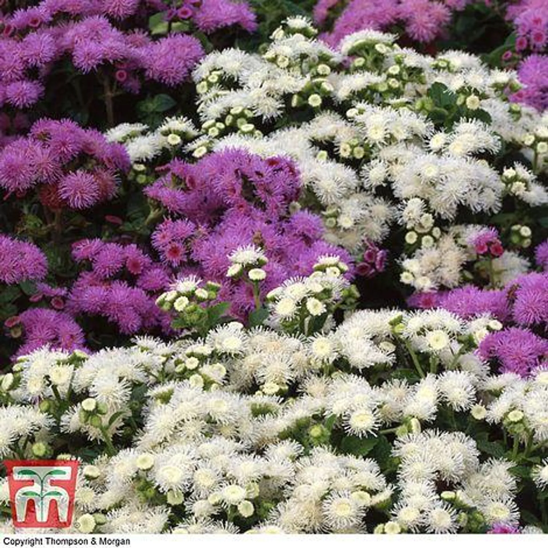 Ageratum houstonianum 'Dwarf Ball Mixed' - Seeds