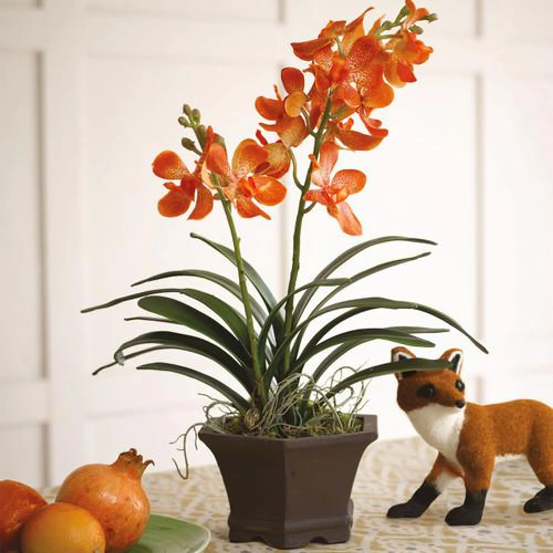 Orange Potted Vanda Orchid