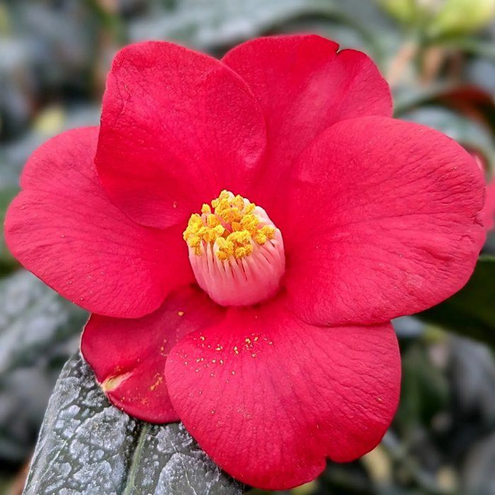 Camellia japonica ‘Adeyaka’ 3L