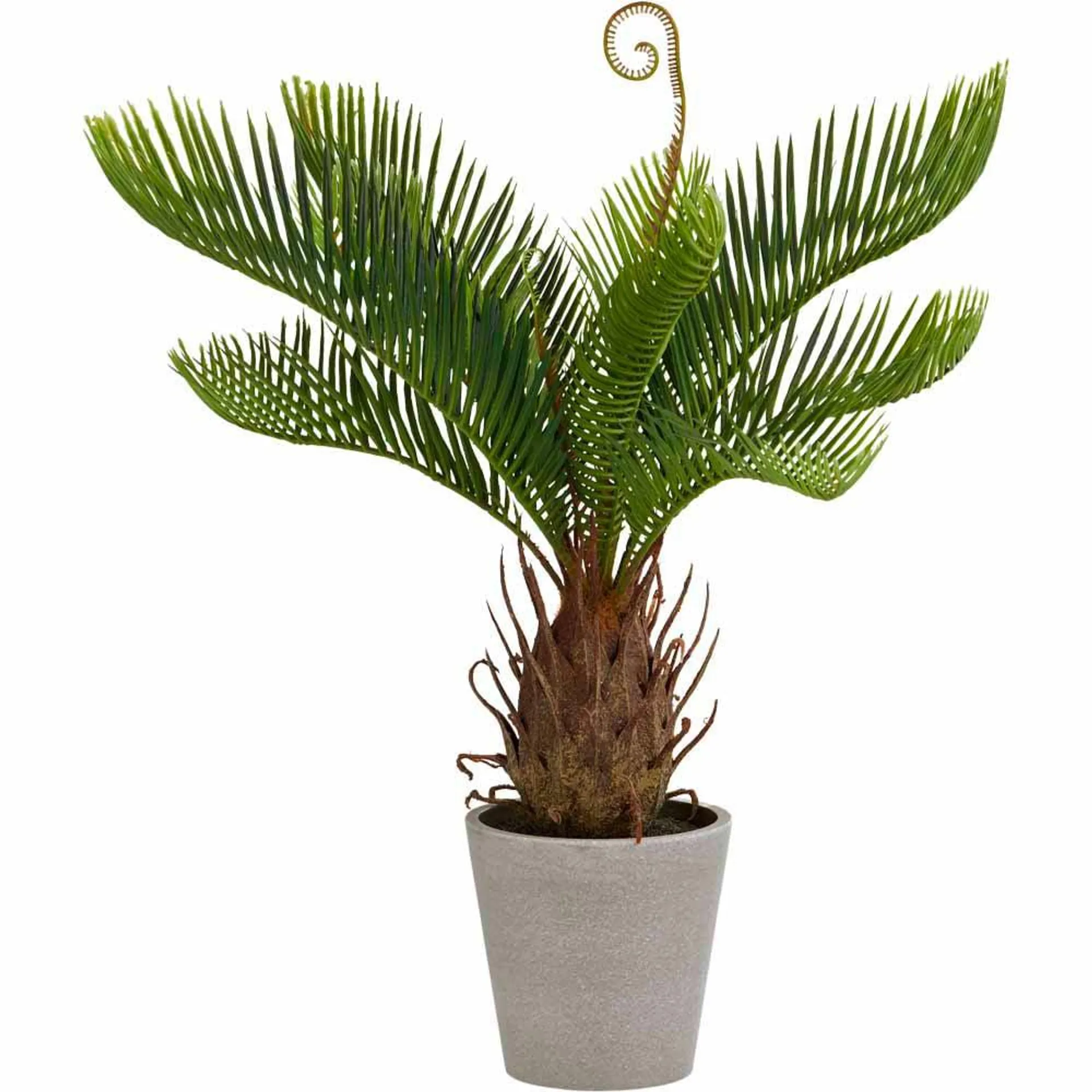 Wilko Tropical Bread Palm Potted Plant