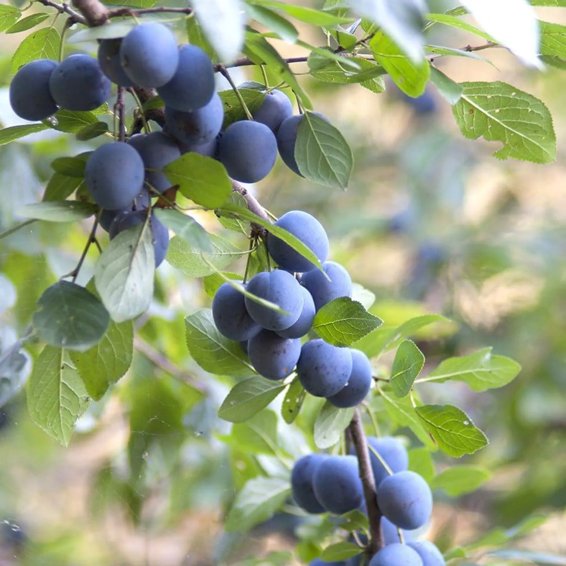 blackthorn hedge Prunus spinosa From £1.60 per plant