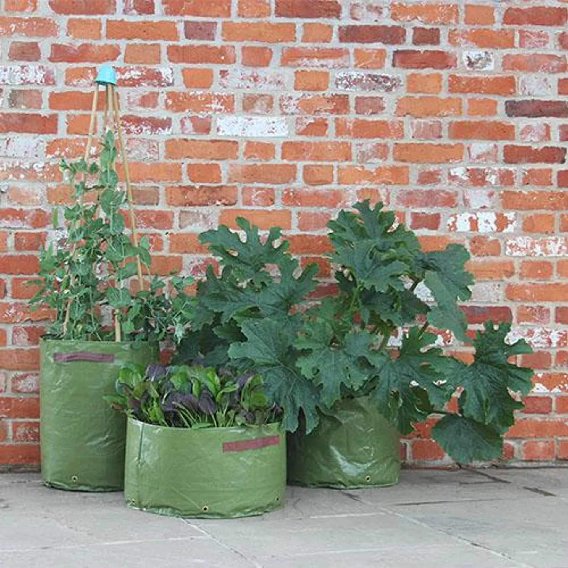 Vegetable Patio Planter - 3 Pack