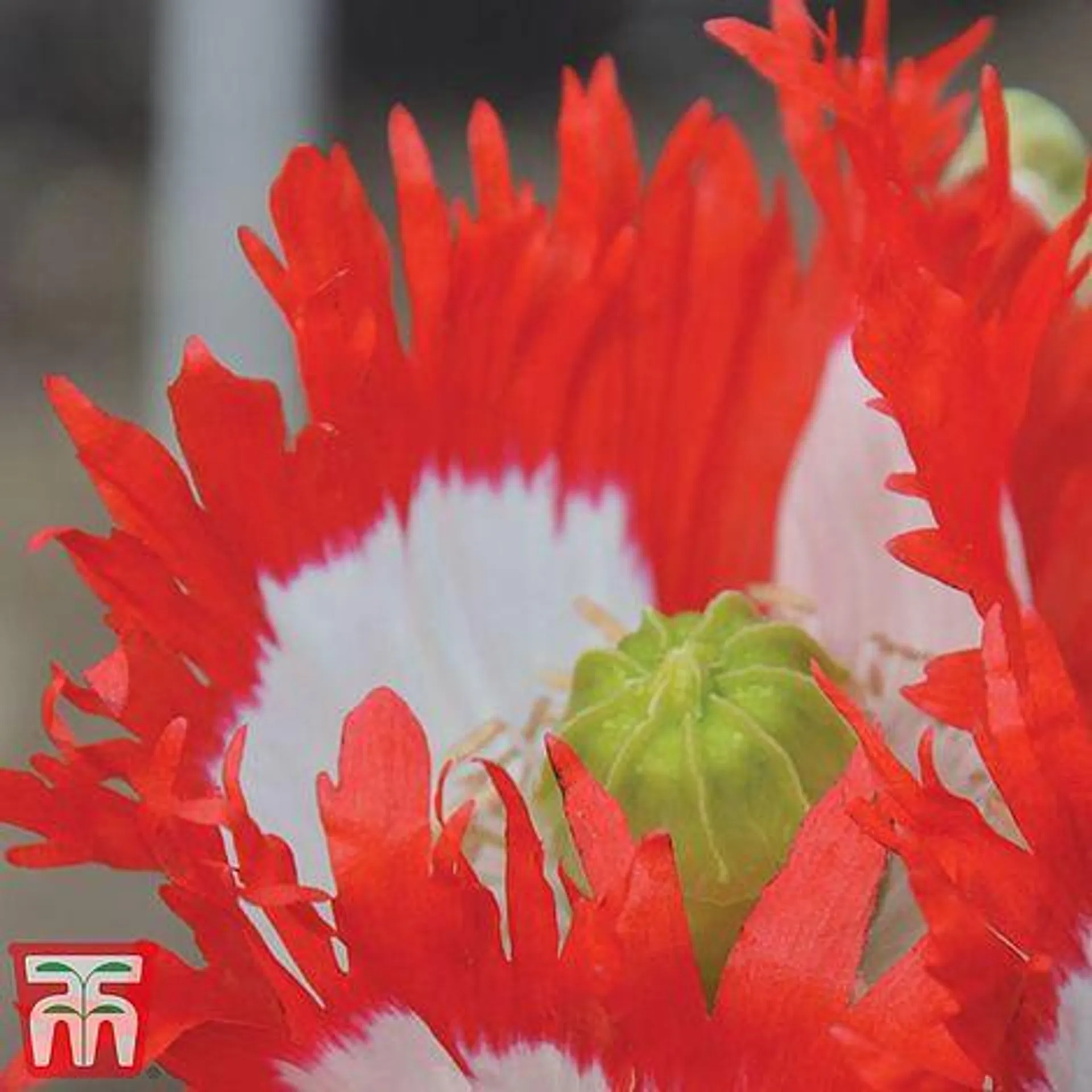 Poppy 'Danish Flag' - Seeds