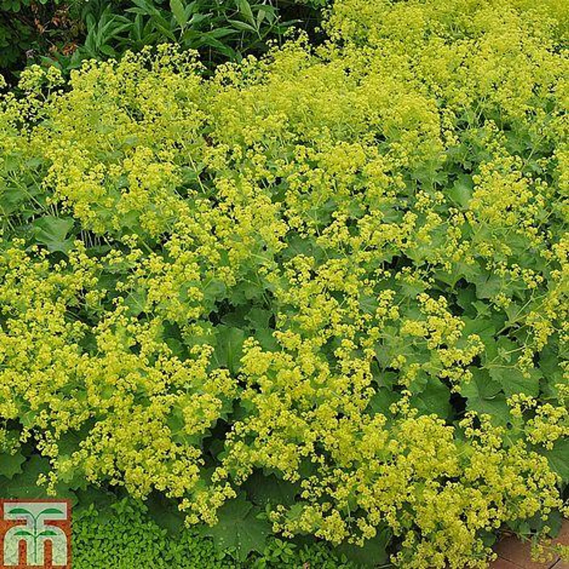 Alchemilla mollis - Seeds