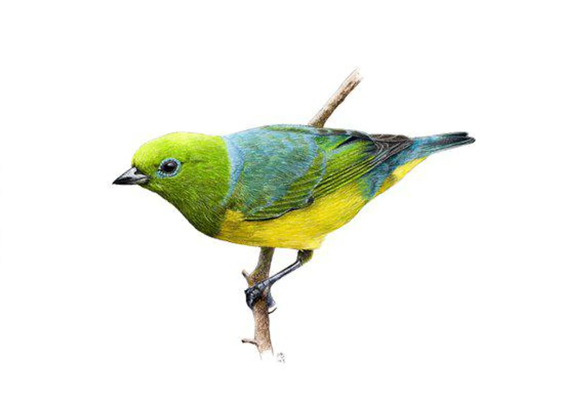 Blue-naped chlorophonia (2024)