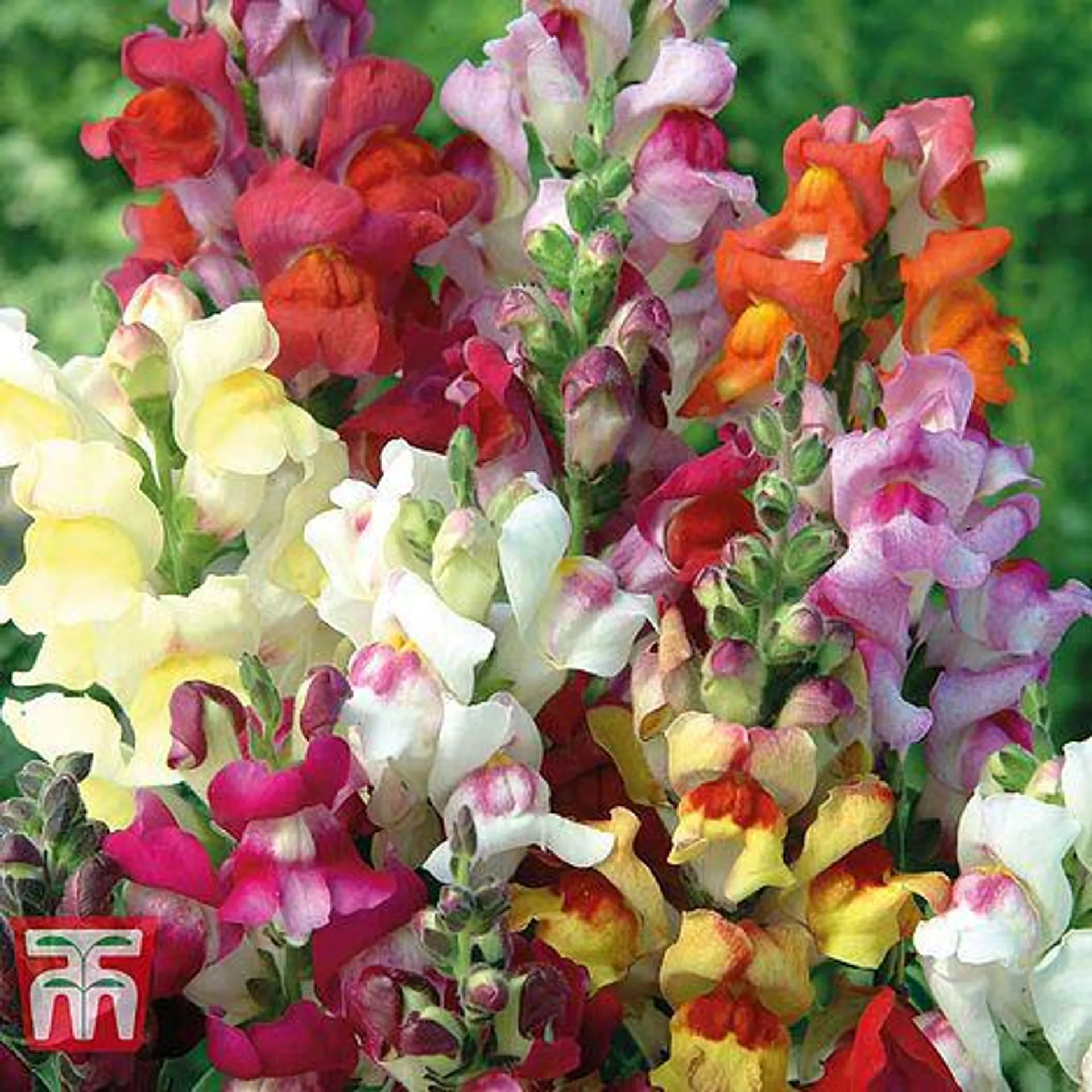 Antirrhinum majus 'Circus Clowns' - Seeds