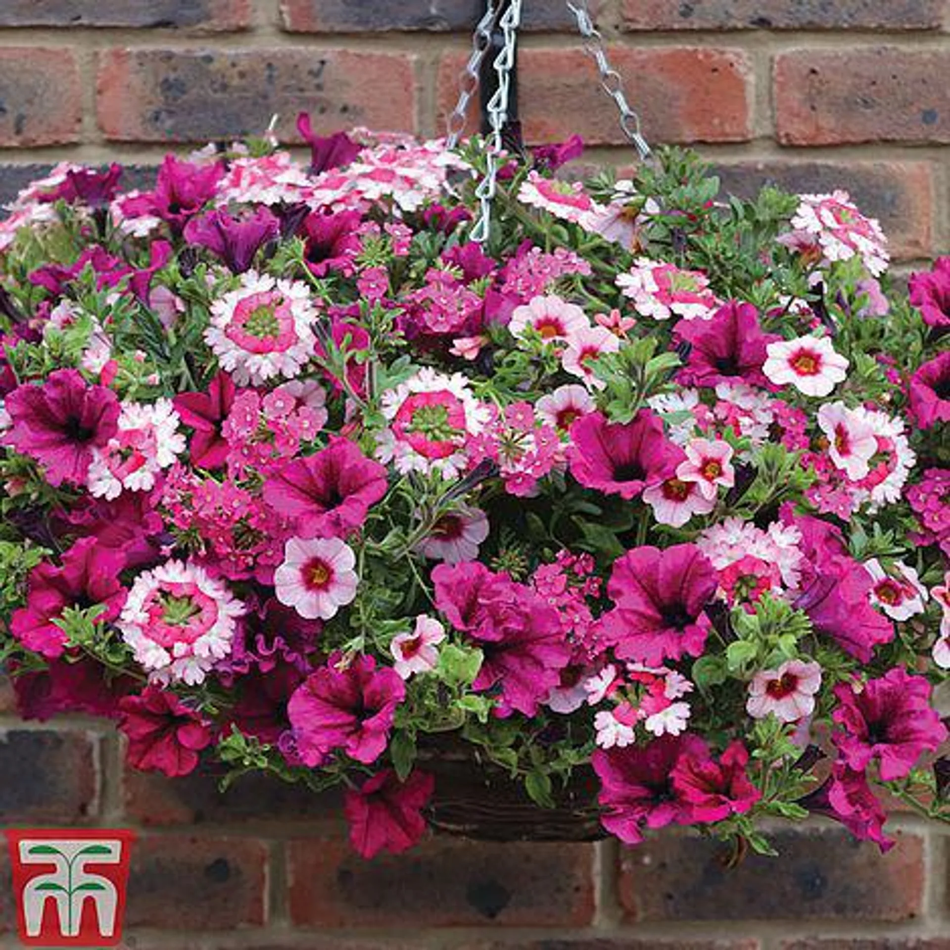Buy two 25cm Pre-Planted Baskets ONLY £34.99