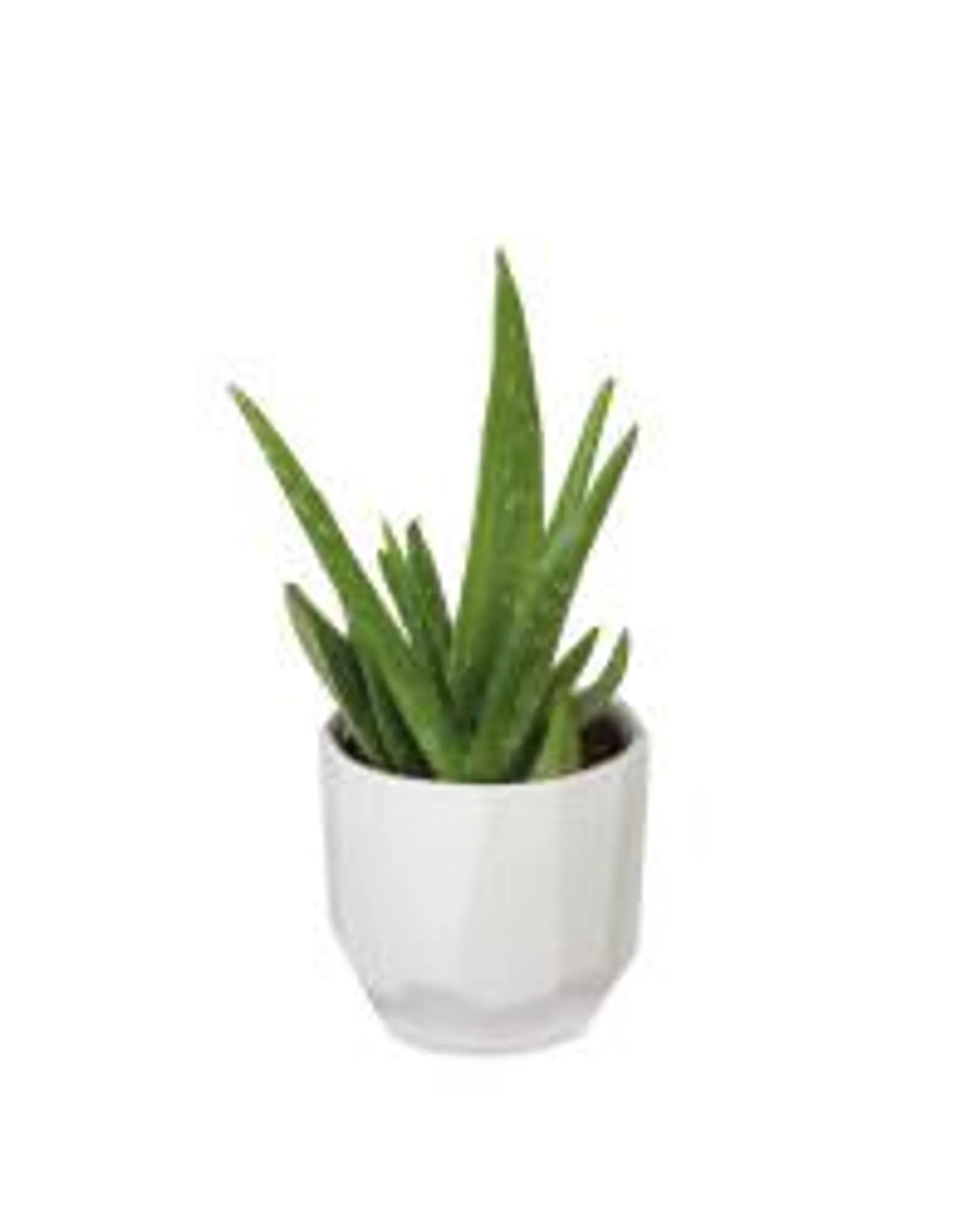 Aloe in Ceramic 12cm