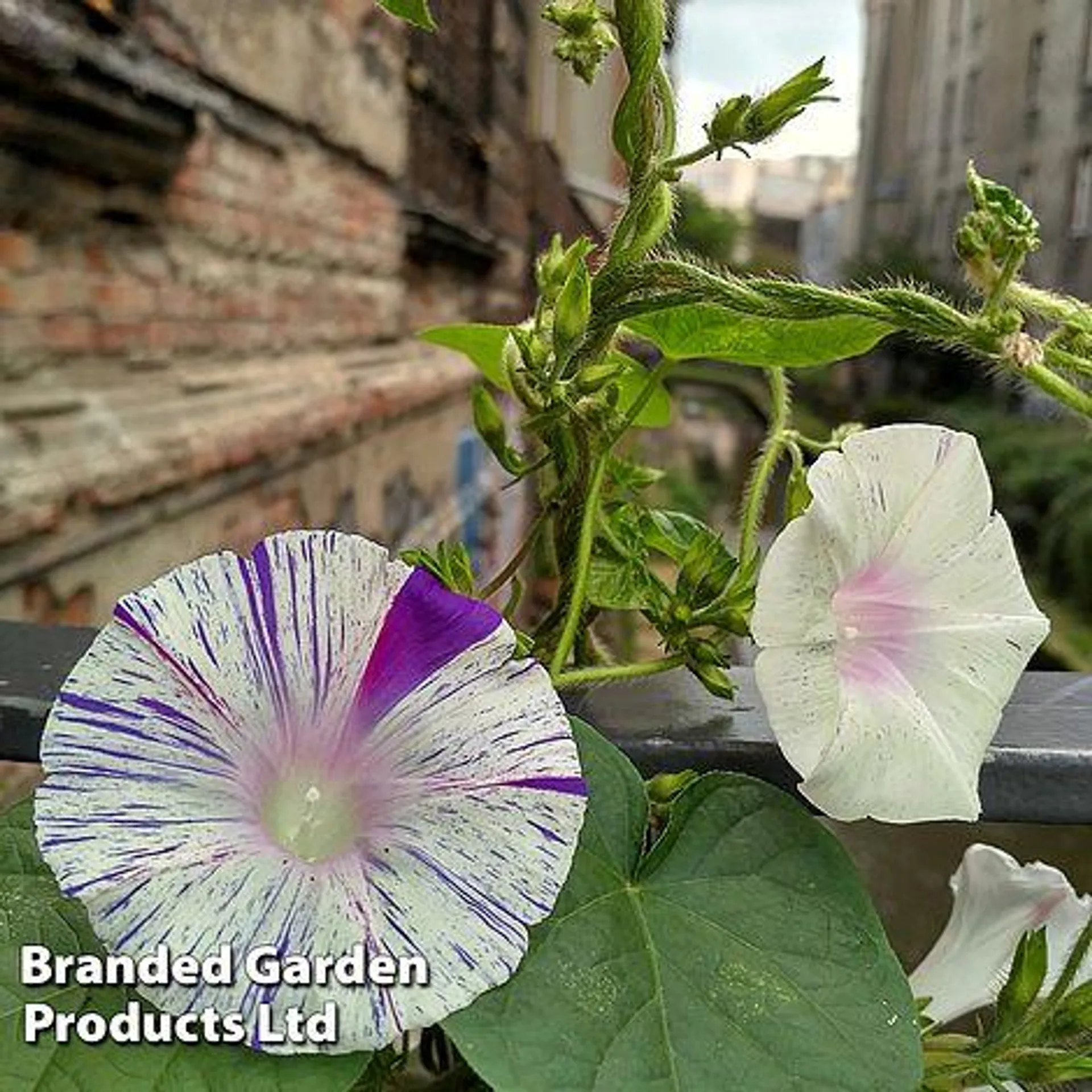 Morning Glory 'Kiss Me Quick' - Easy Grow Seed Range