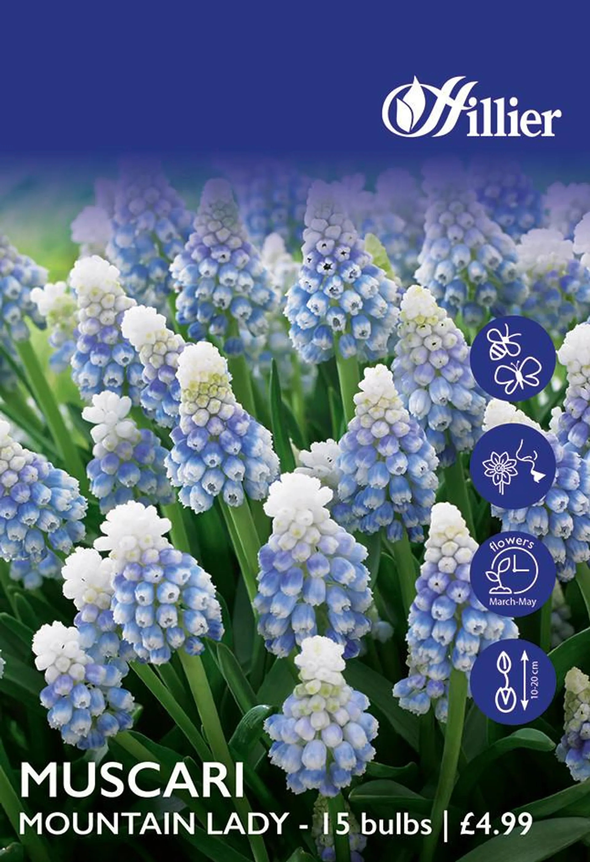 Muscari Bulbs Mountain Lady