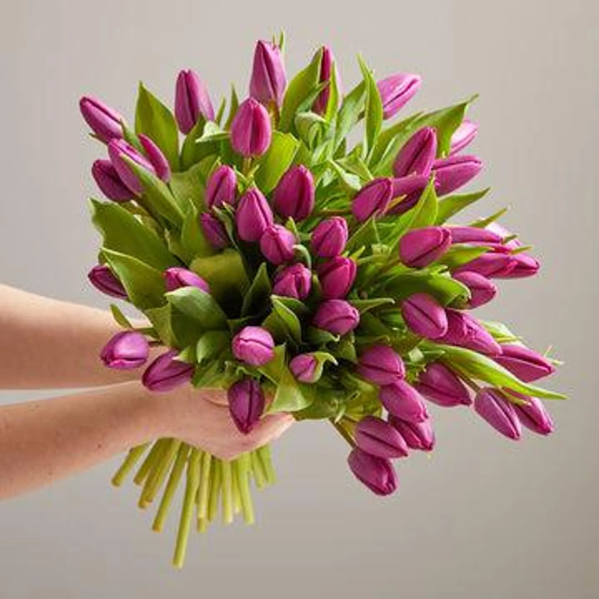 50 Purple Tulips