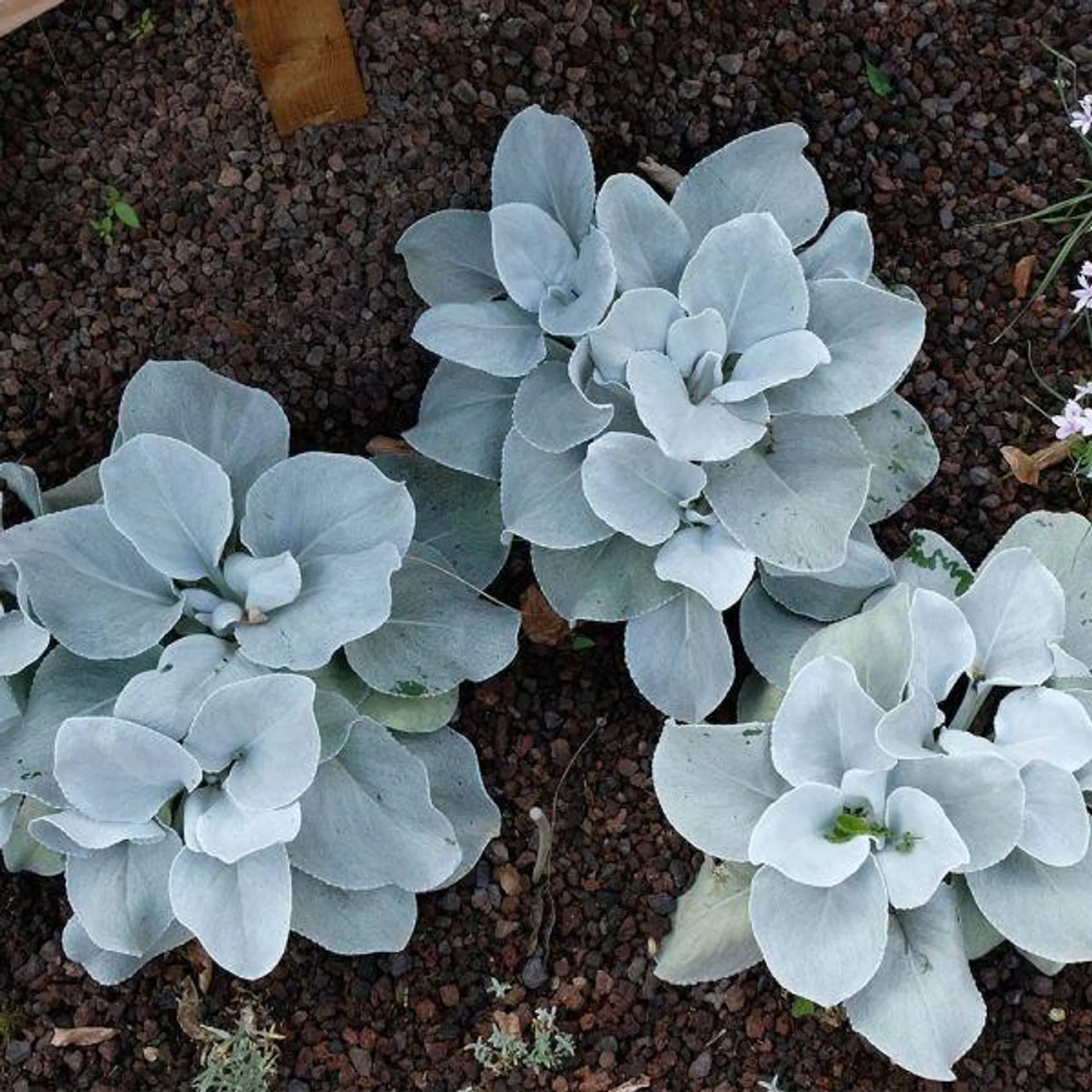 Senecio 'Angel Wings' 3 Litre