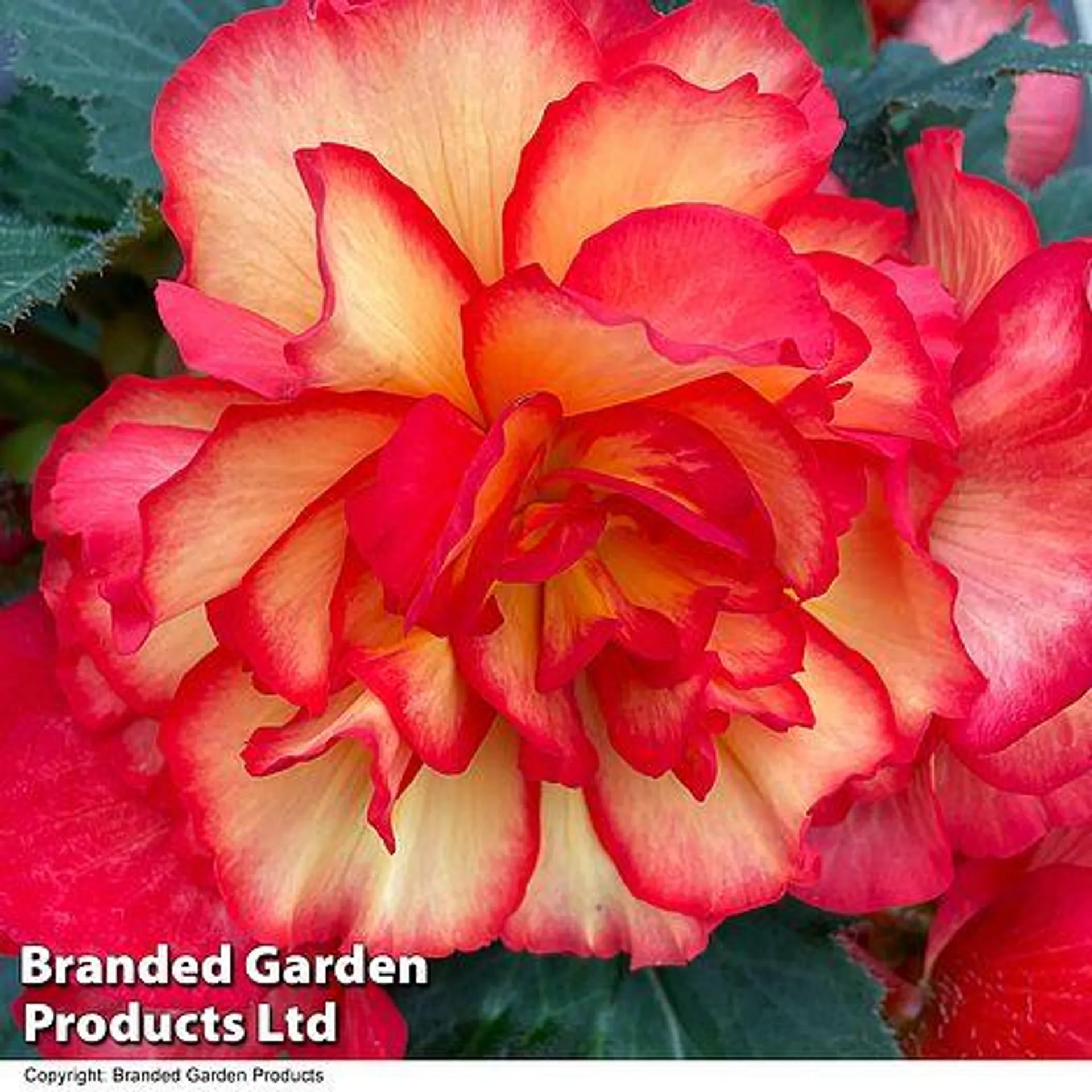 Begonia 'Majestic New Sunburst Mixed'