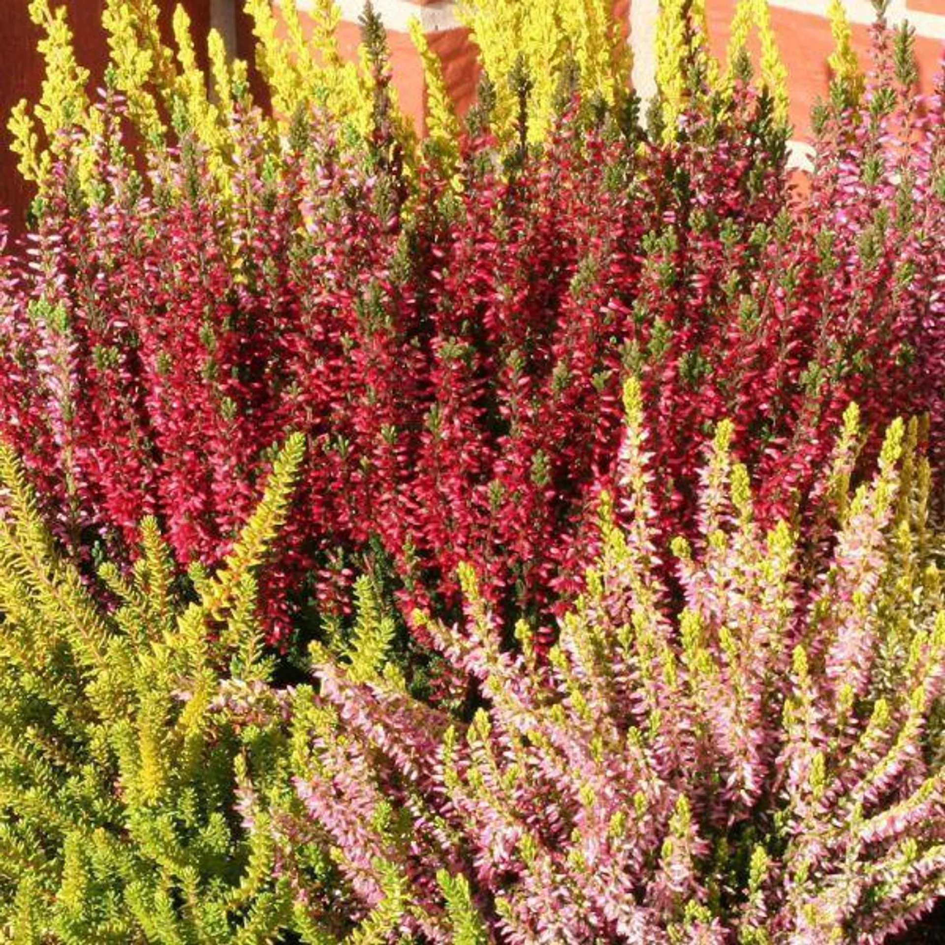Heathers 1 Litre - Mixed Colours - Pack of 3