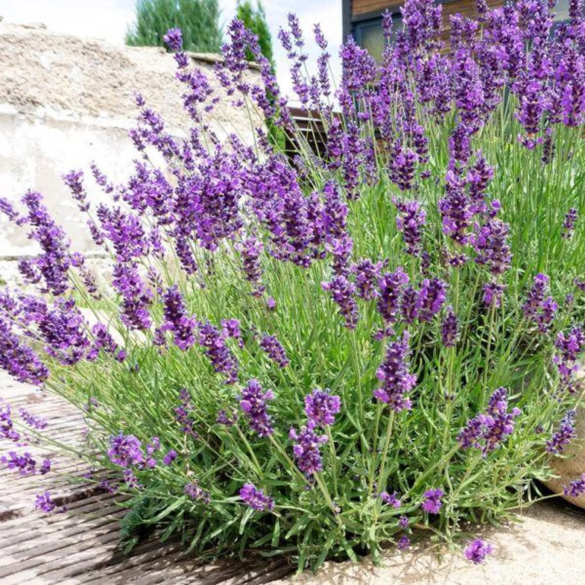 Lavandula Hidcote - Purple Pot 5 Litre