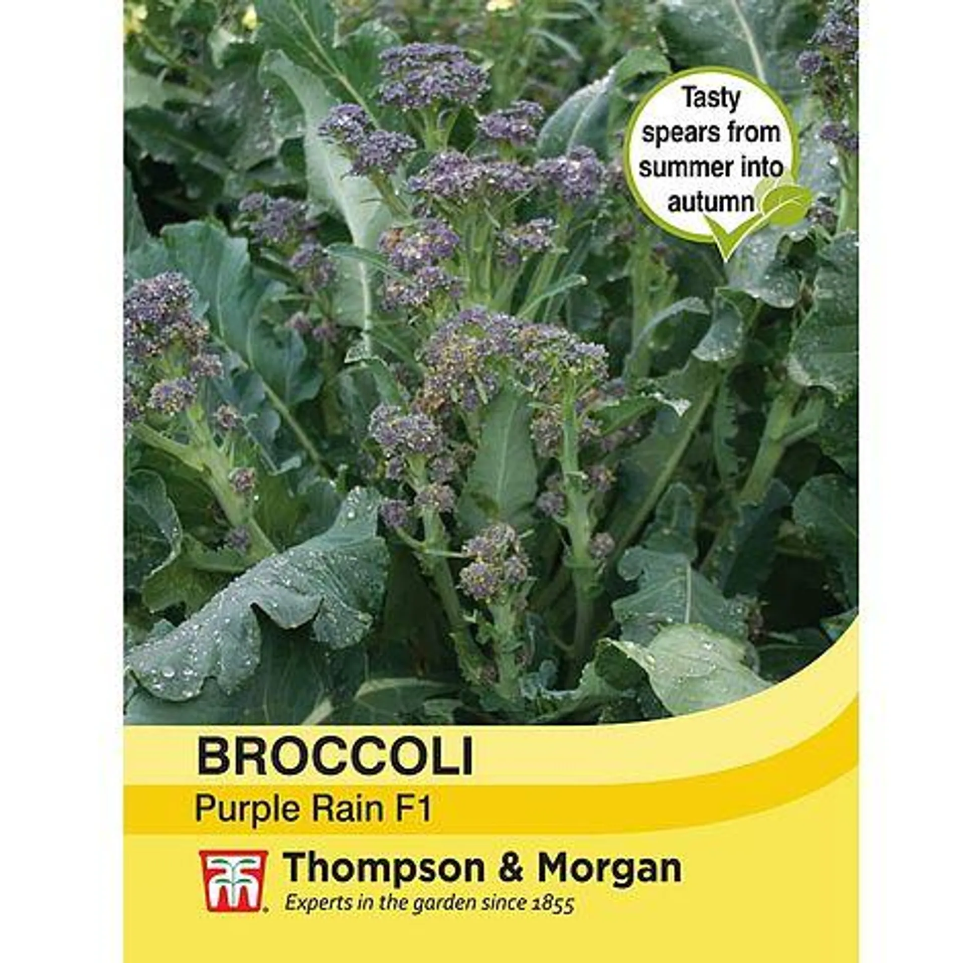 Broccoli 'Purple Rain' F1 Hybrid (Purple Sprouting) - Seeds