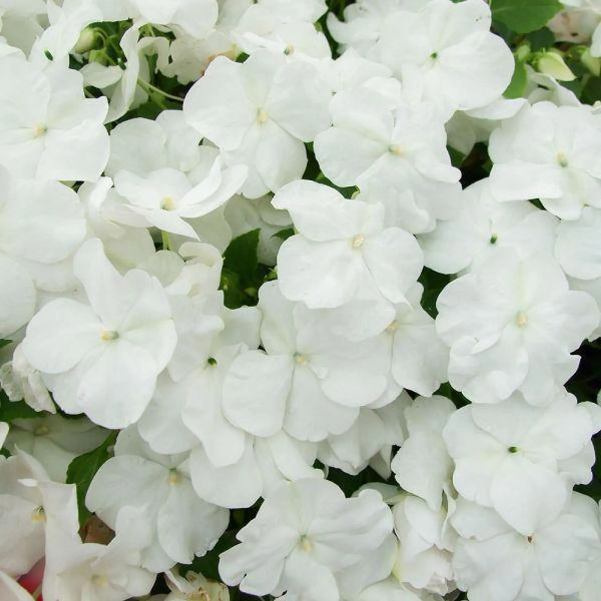 Impatiens White 6 Pack