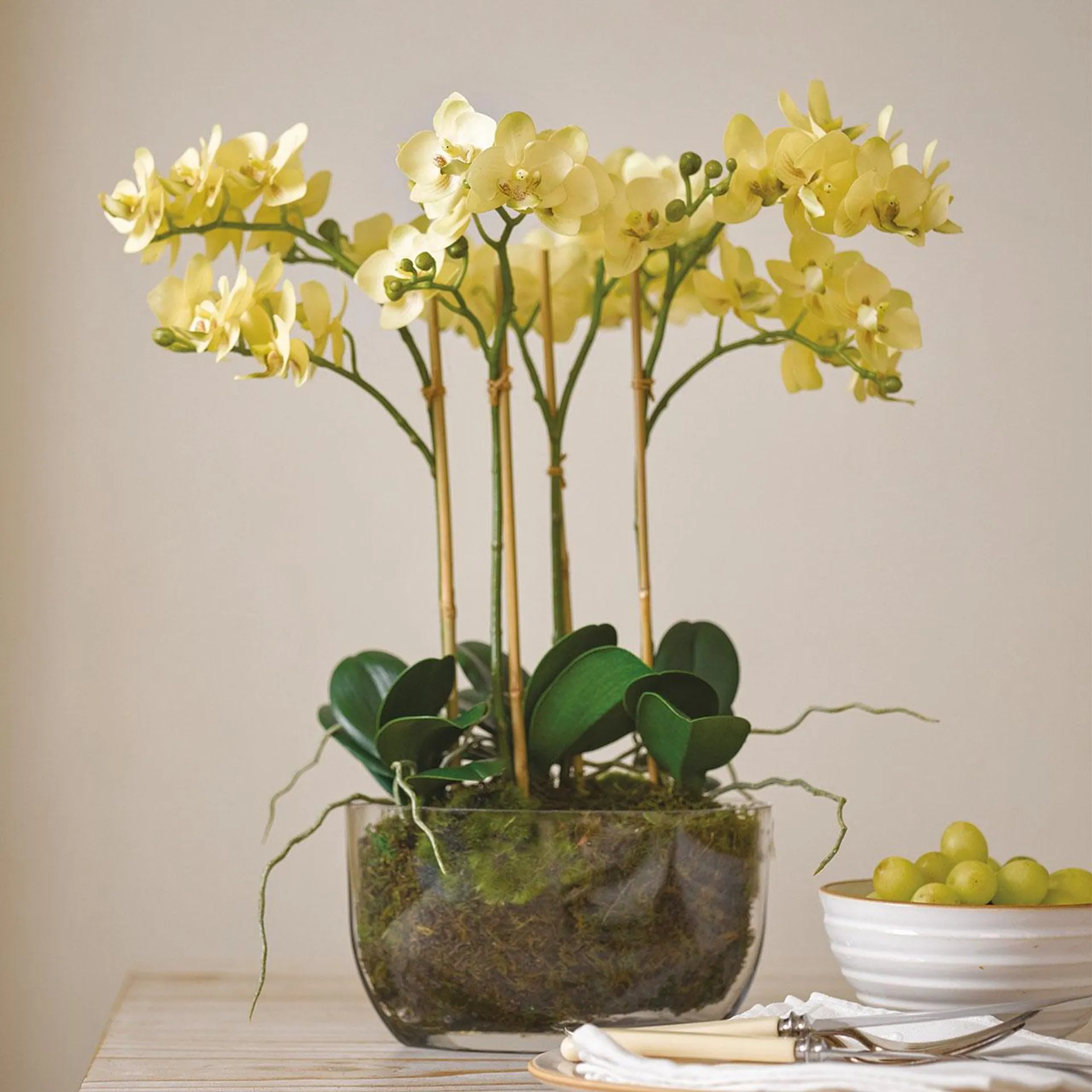 Yellow Venus Orchid in 1colour